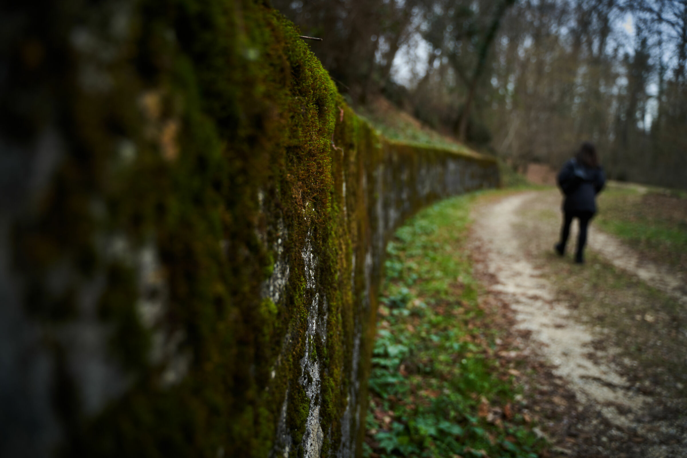 Sad January at the Bosco Romagno