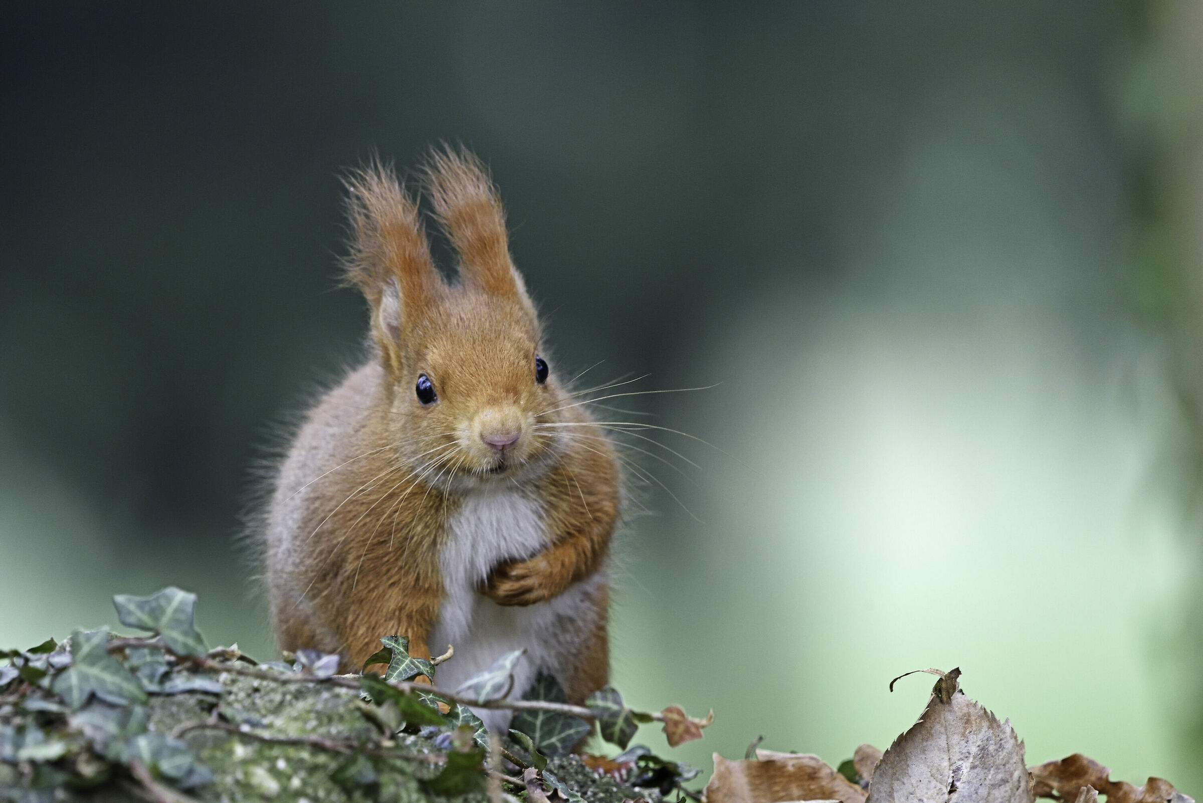 the bow of the leprechaun
