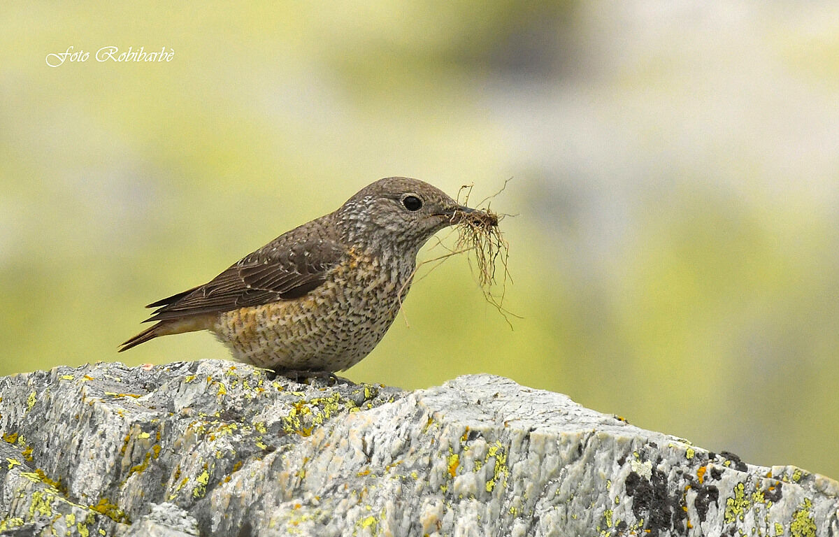 Codirossone... Female...