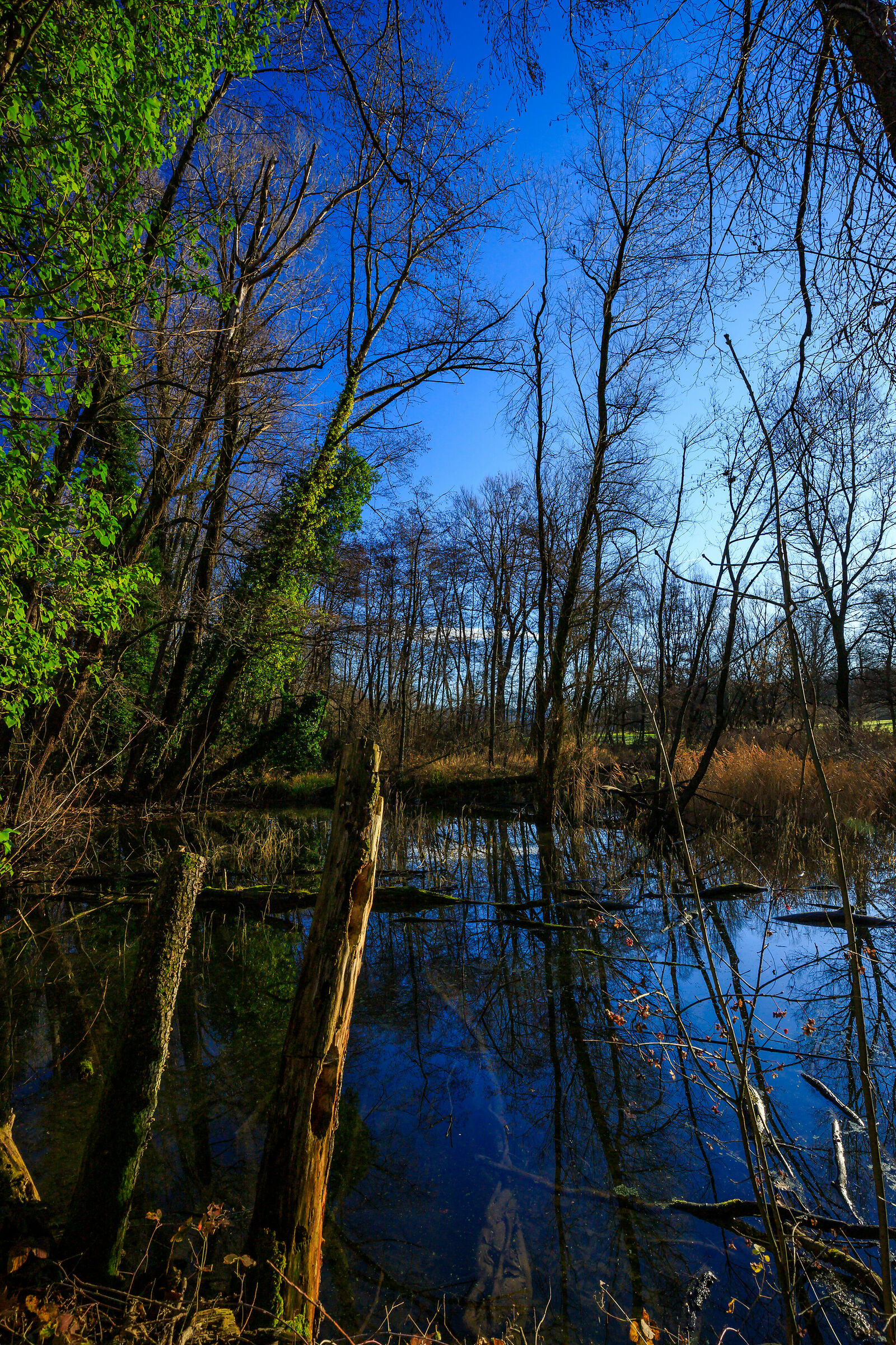 Pond in Genestrerio