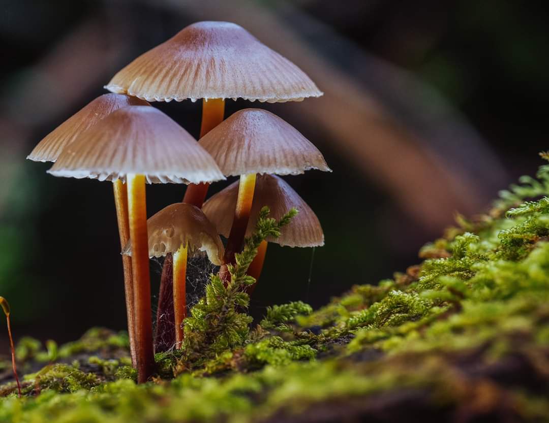 Mount Epomeo Island of Ischia
