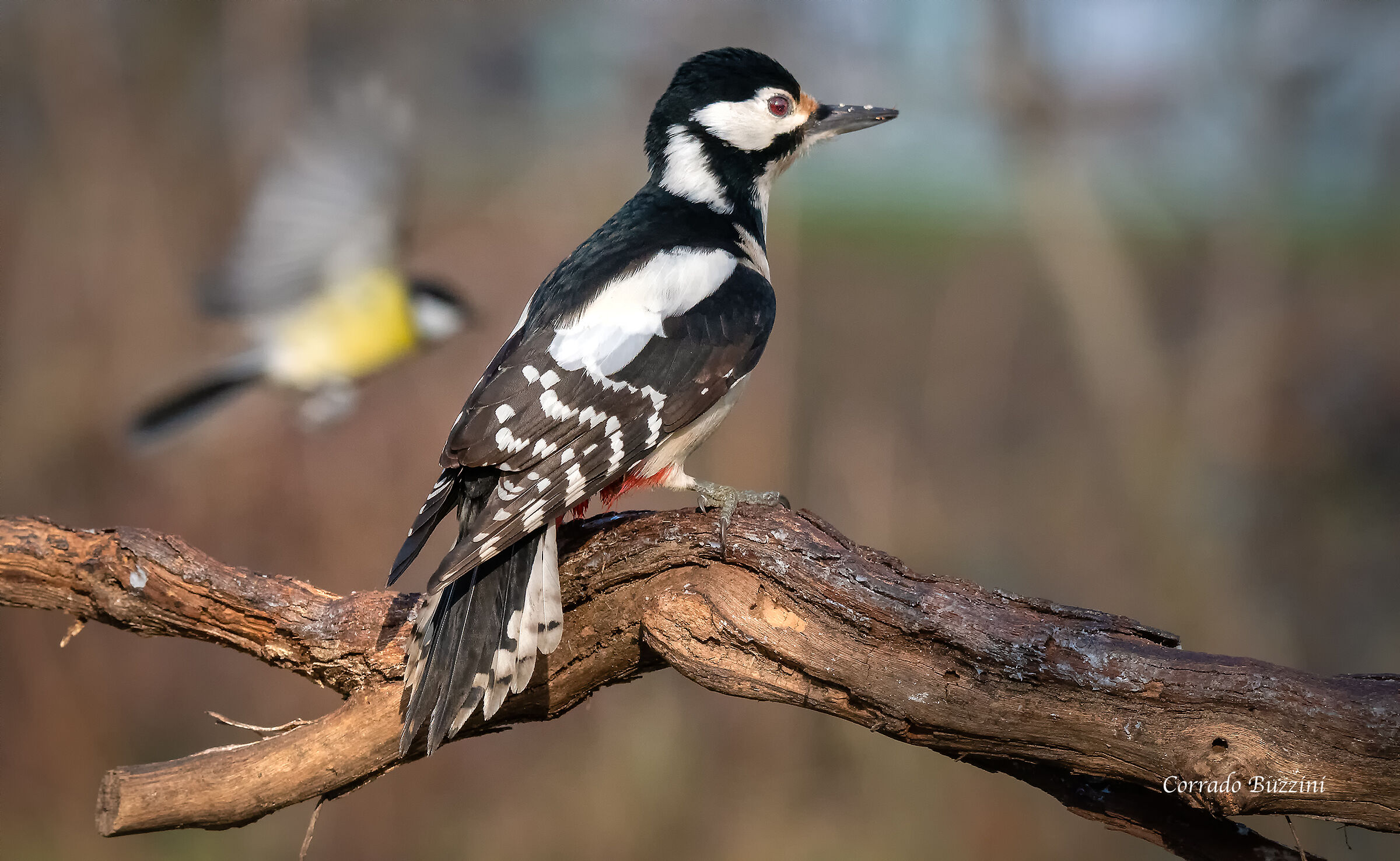picchio rosso  #capannodicora