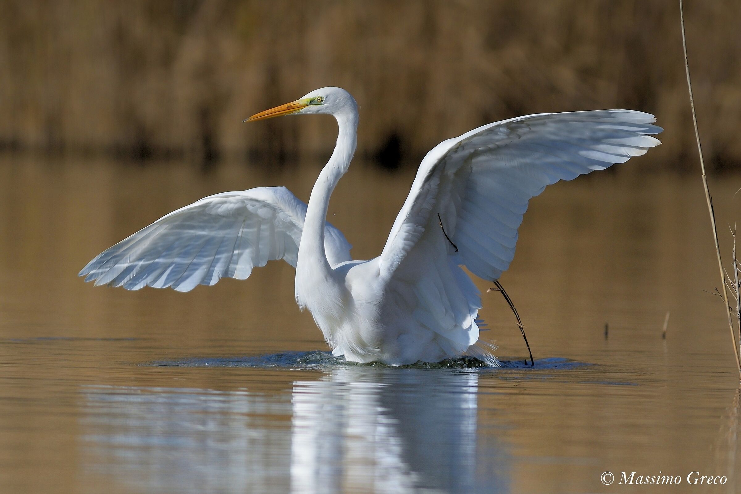 We want to talk about elegance ???