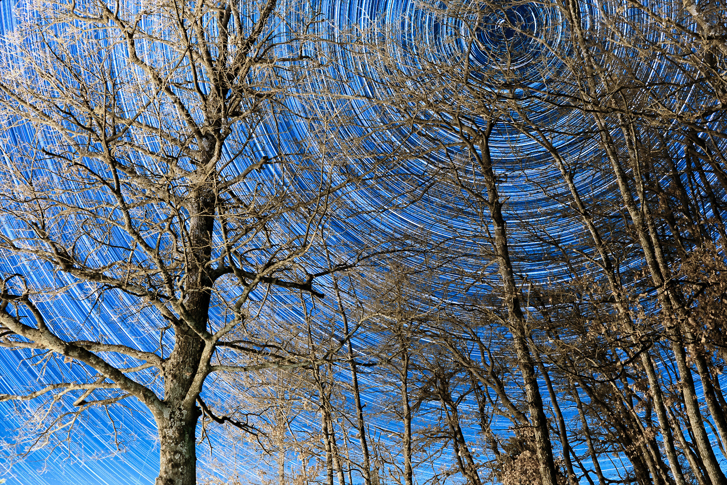 Star trails nascoste nel bosco