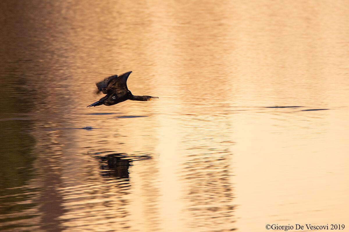 Penne d'inchiostro su fogli d'oro