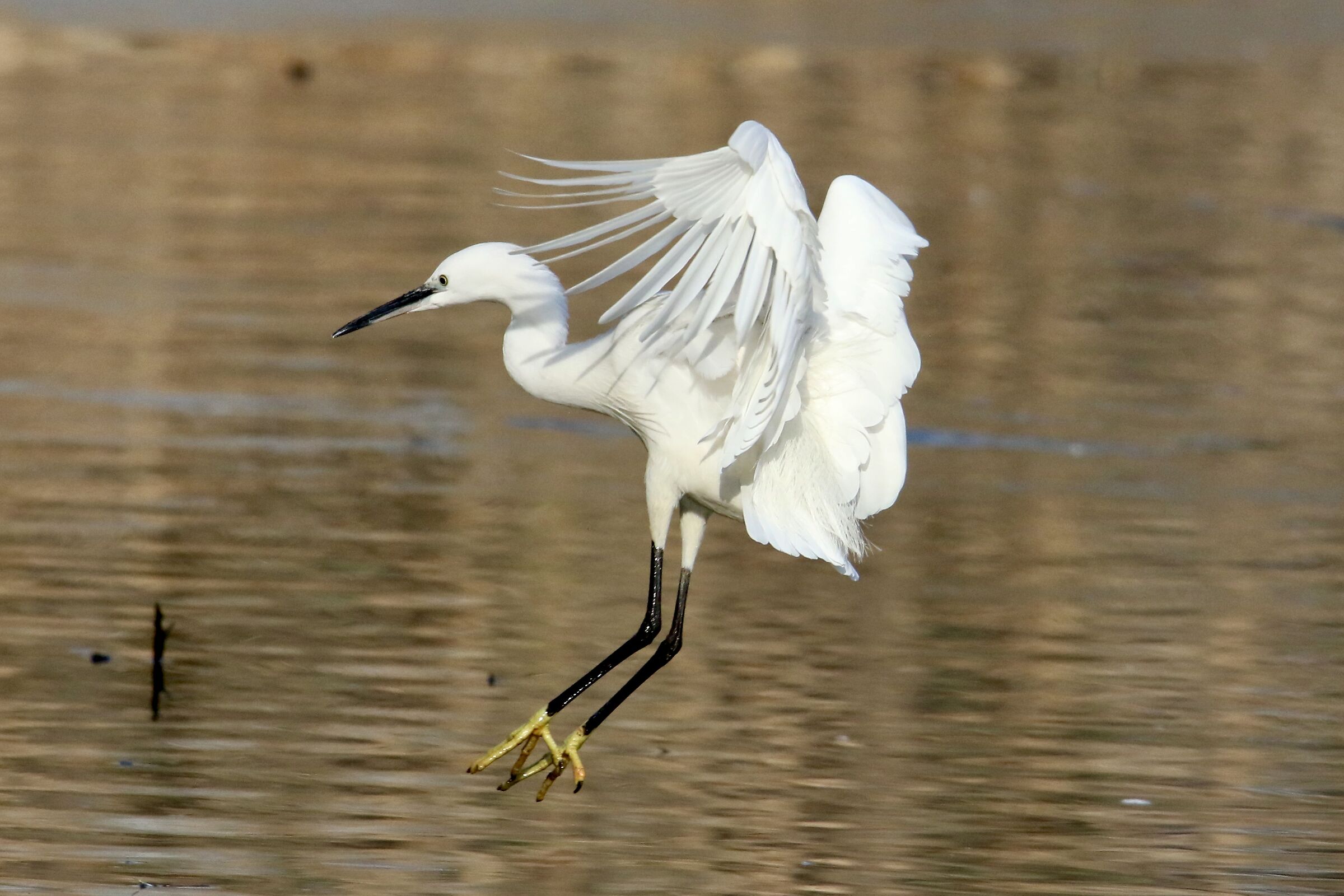 Garzetta in atterraggio