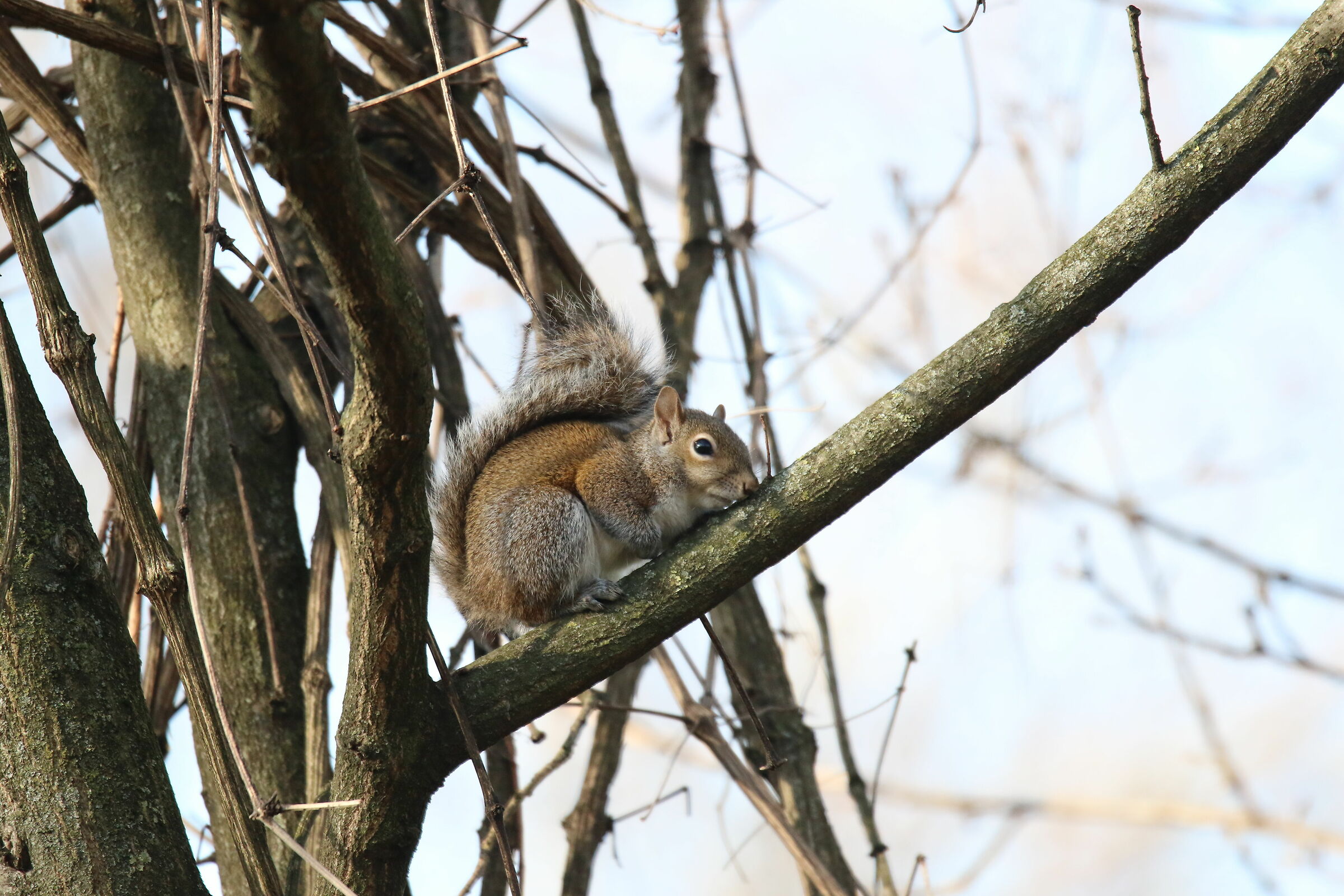 ....sono stanco.....