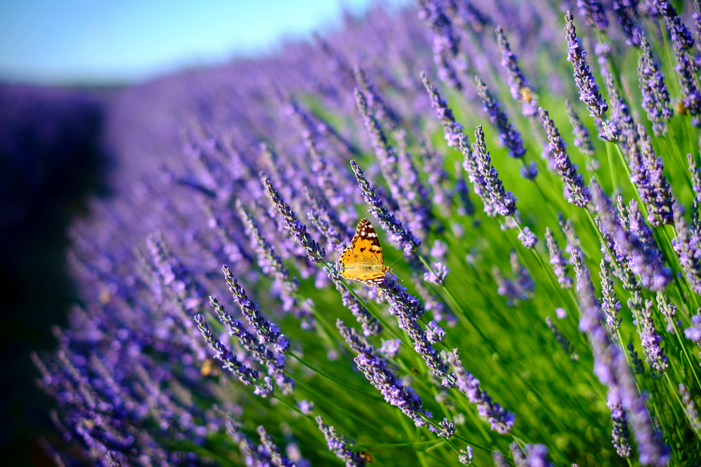 lavender field
