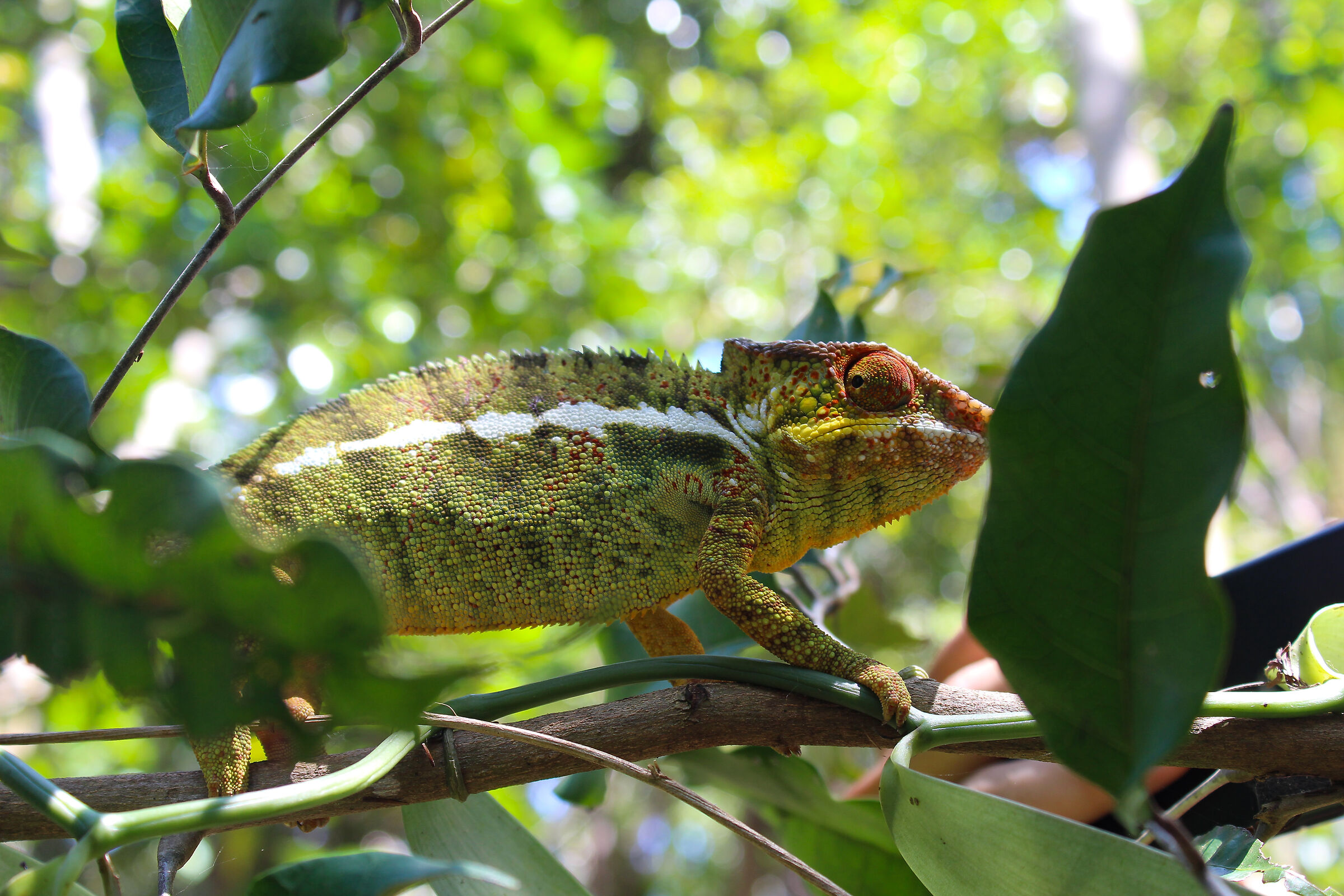 Lokobe riserve, Madagascar