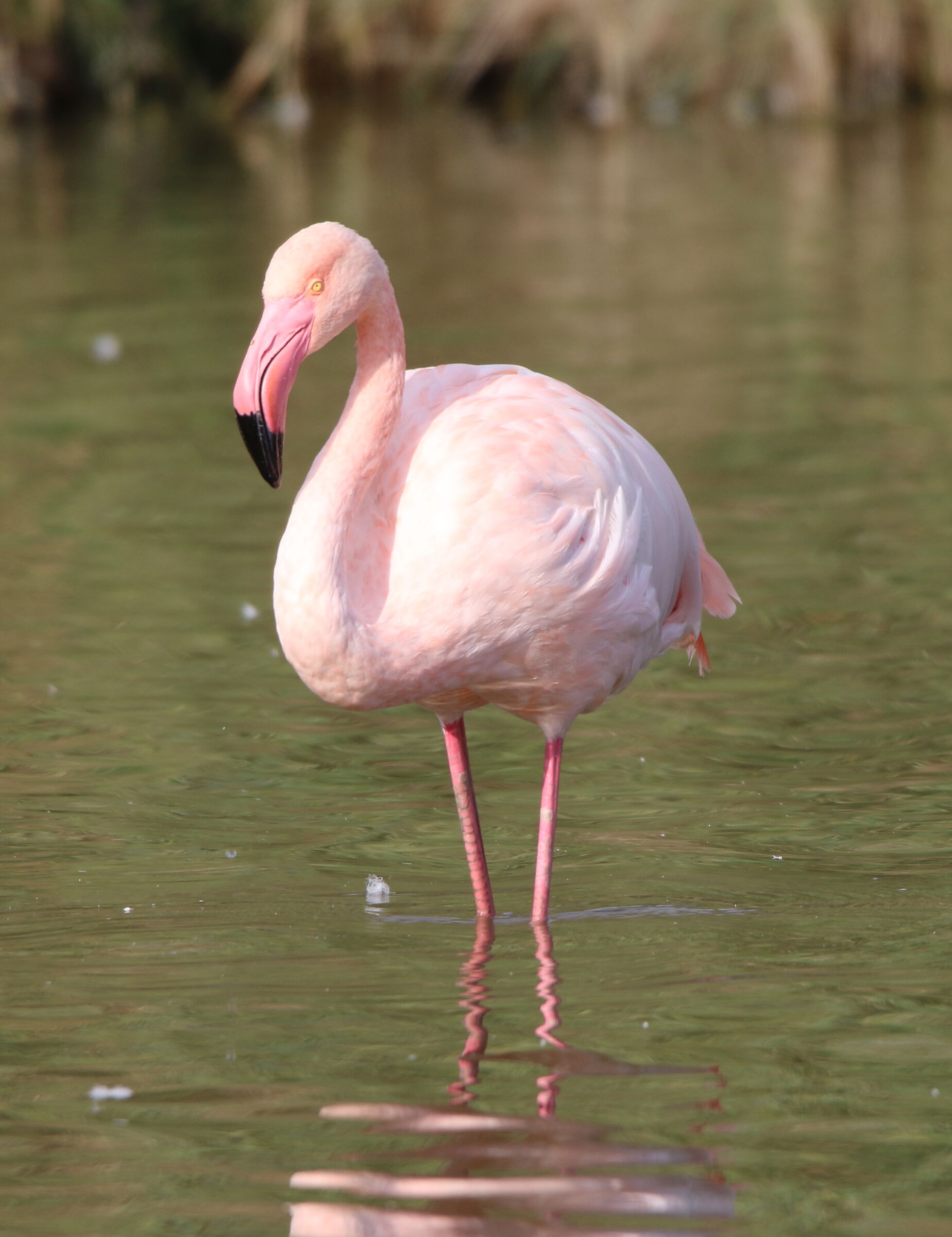 Pink flamingo