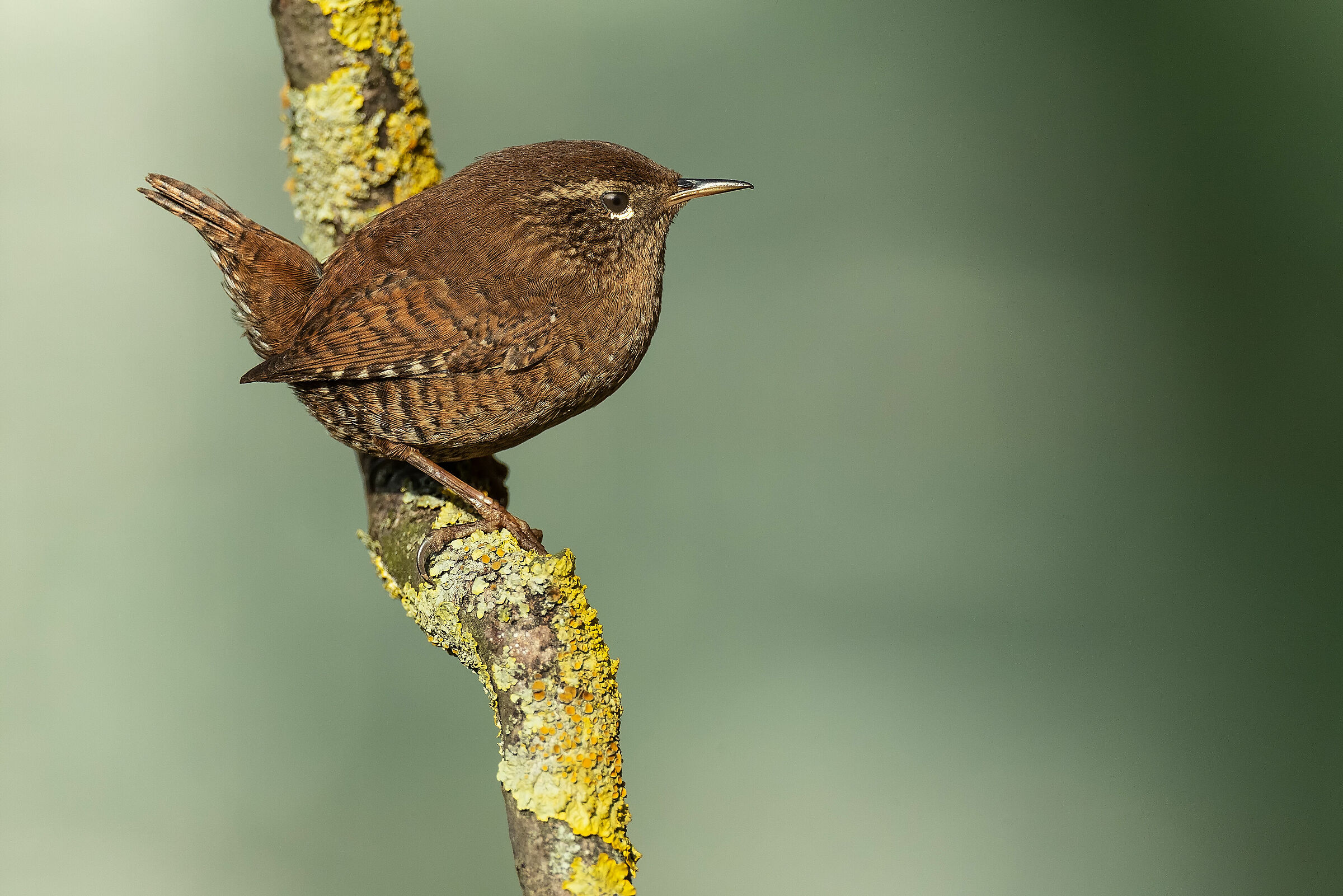 Wren