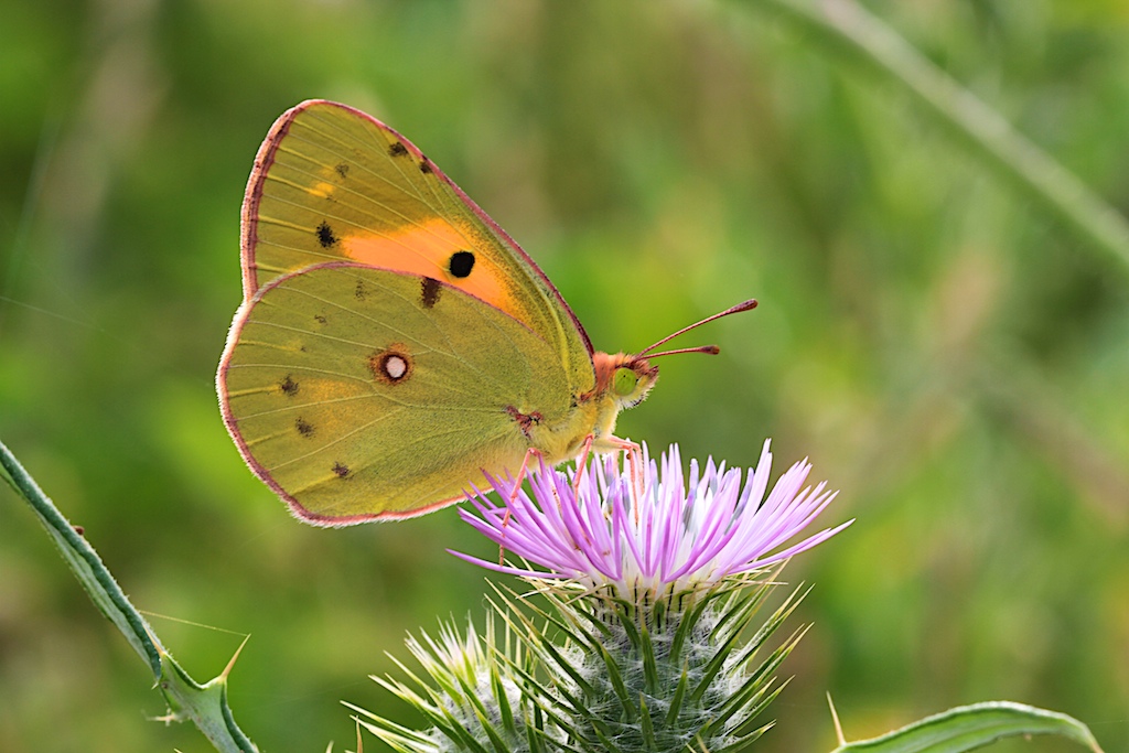 Colias Crocea