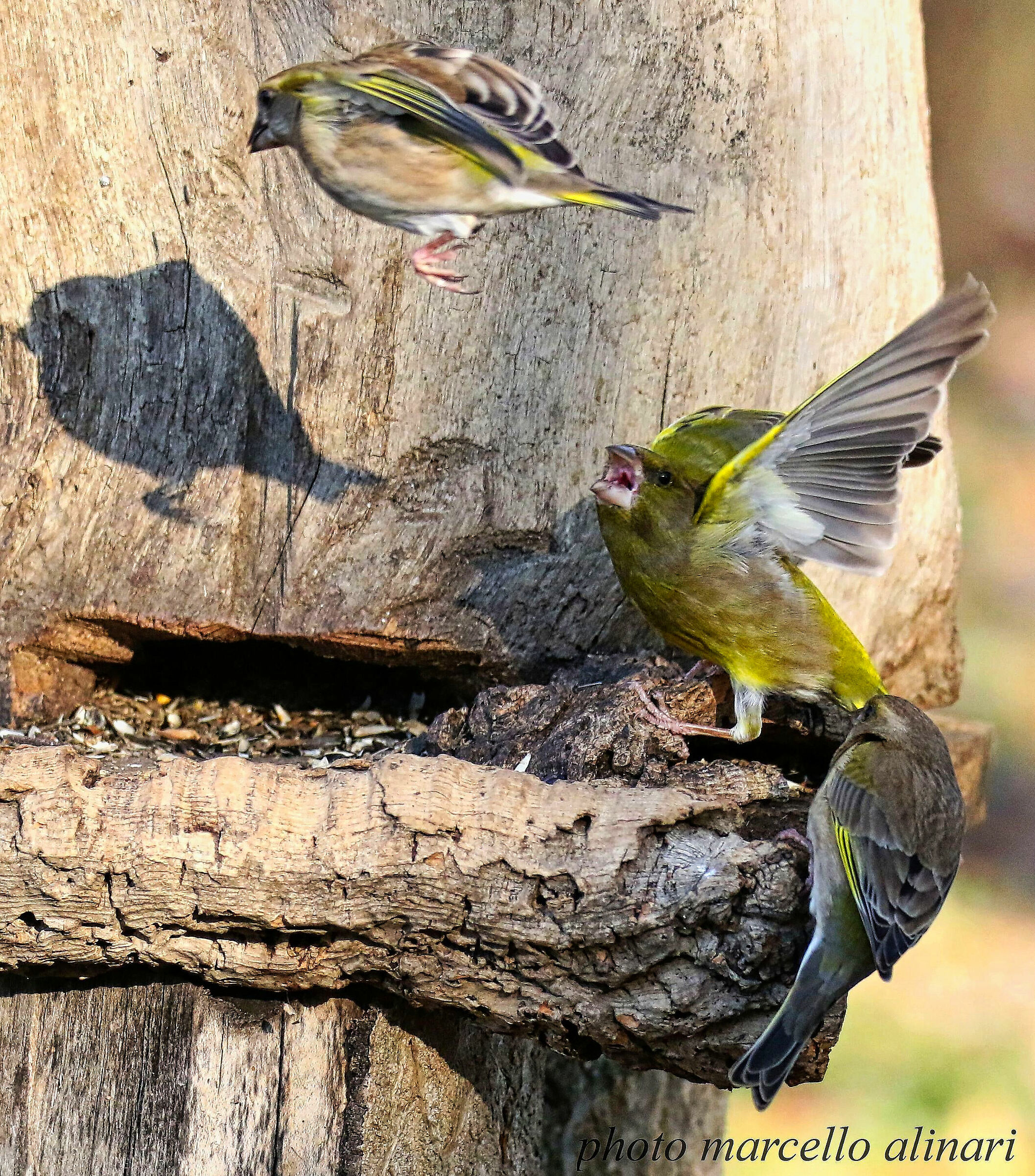 fugare necesse est!  verdoni sempre in lite.