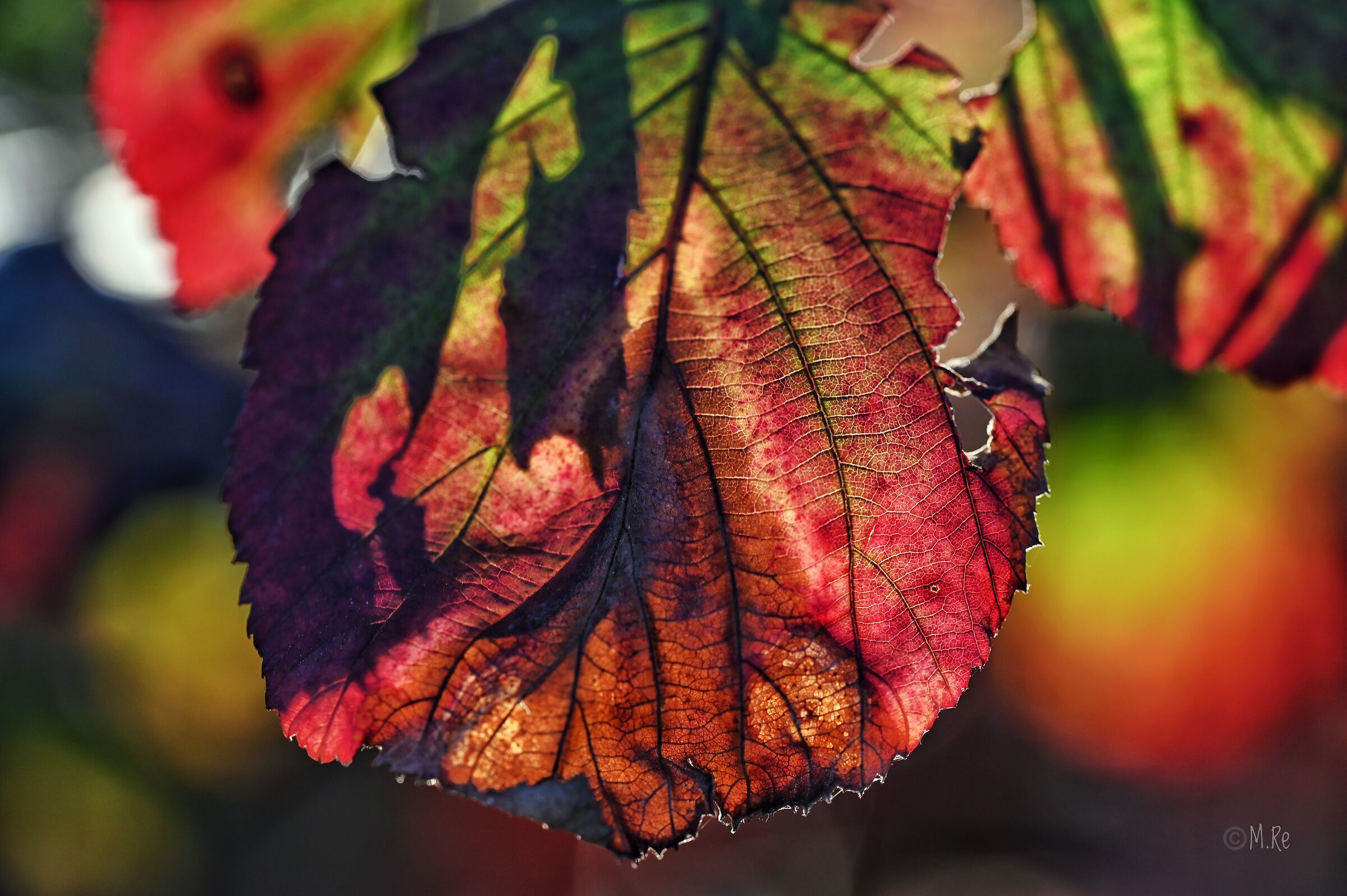 Colours 2