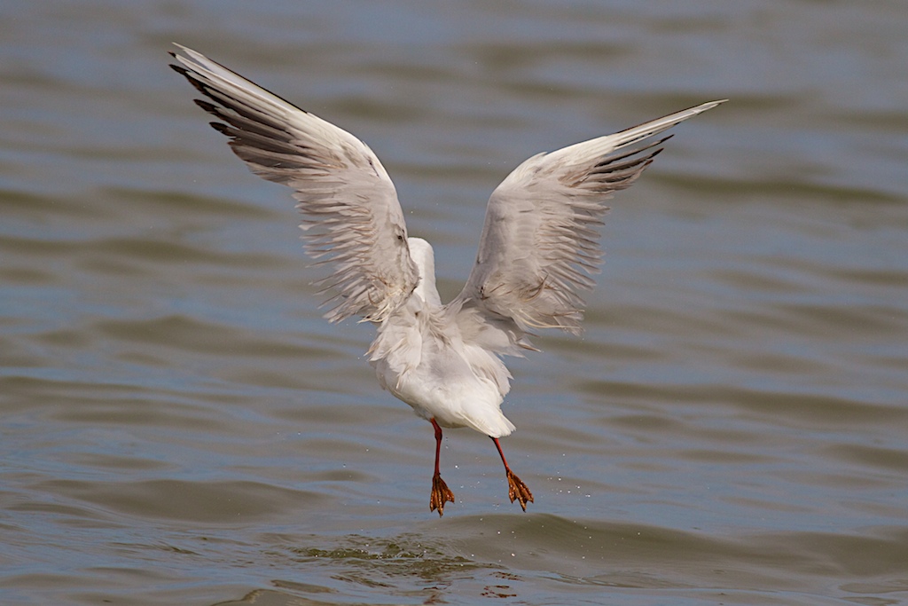 Gabbiano Roseo in volo