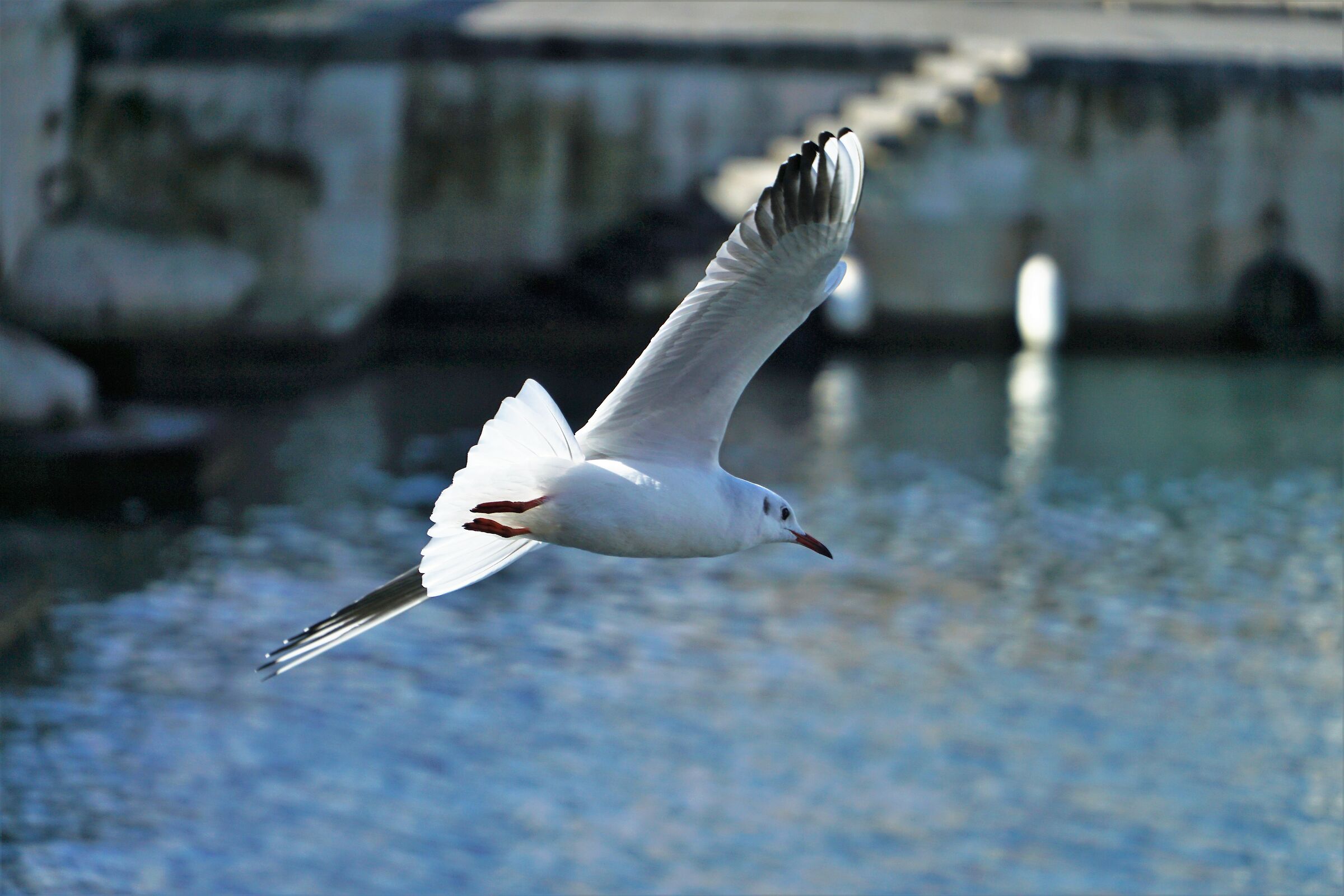 Fly