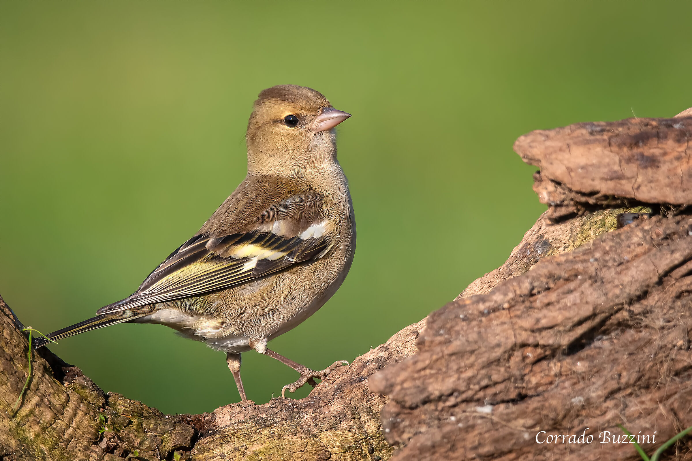 #capannodicora Finch