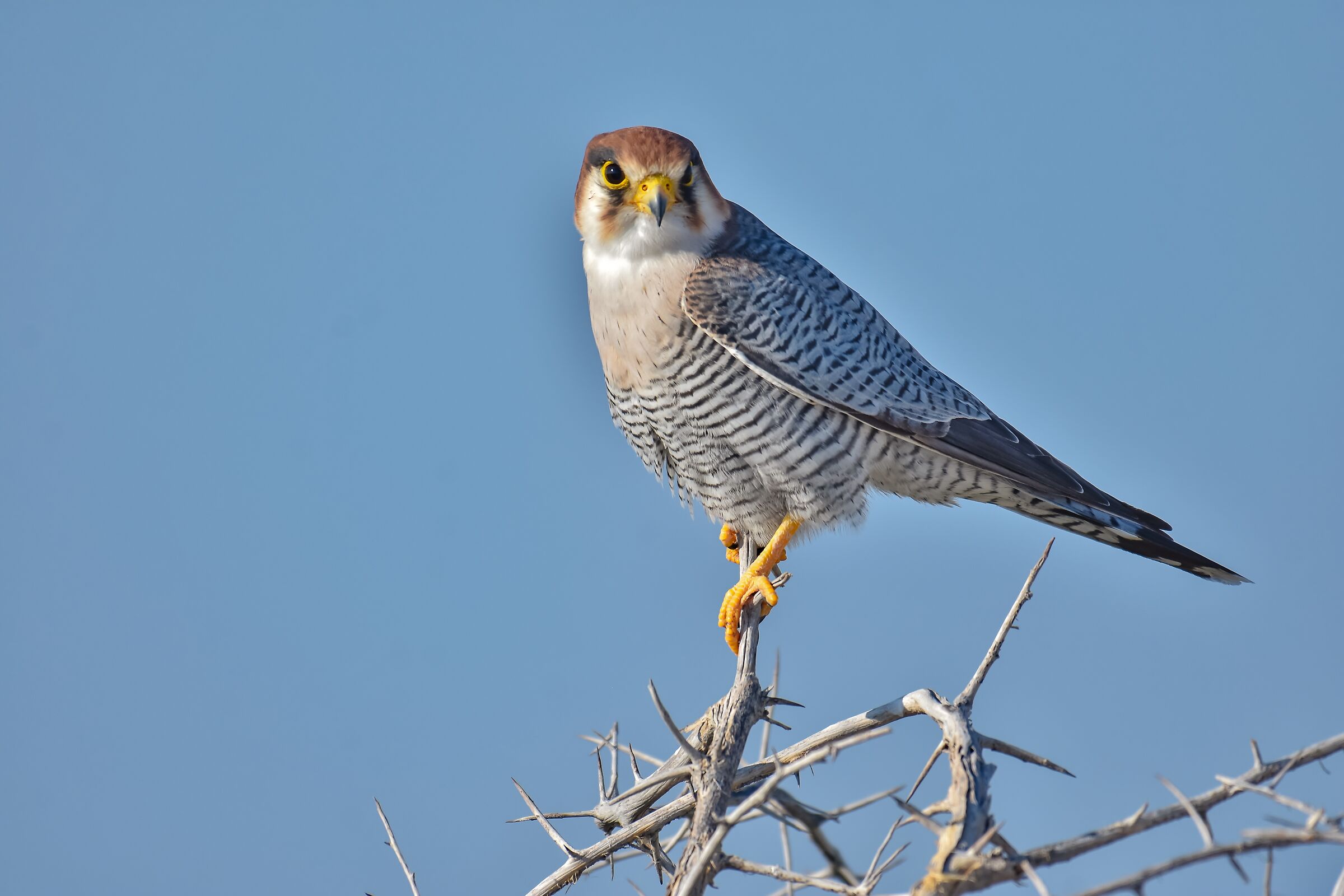 The red-neckhawk