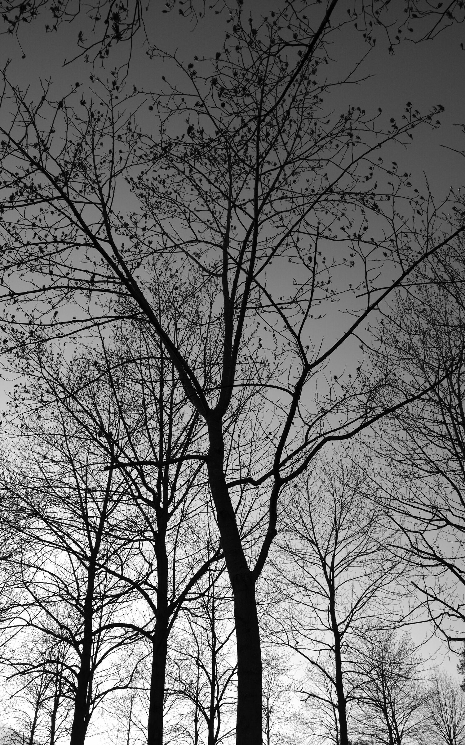 Ramifications at sunset