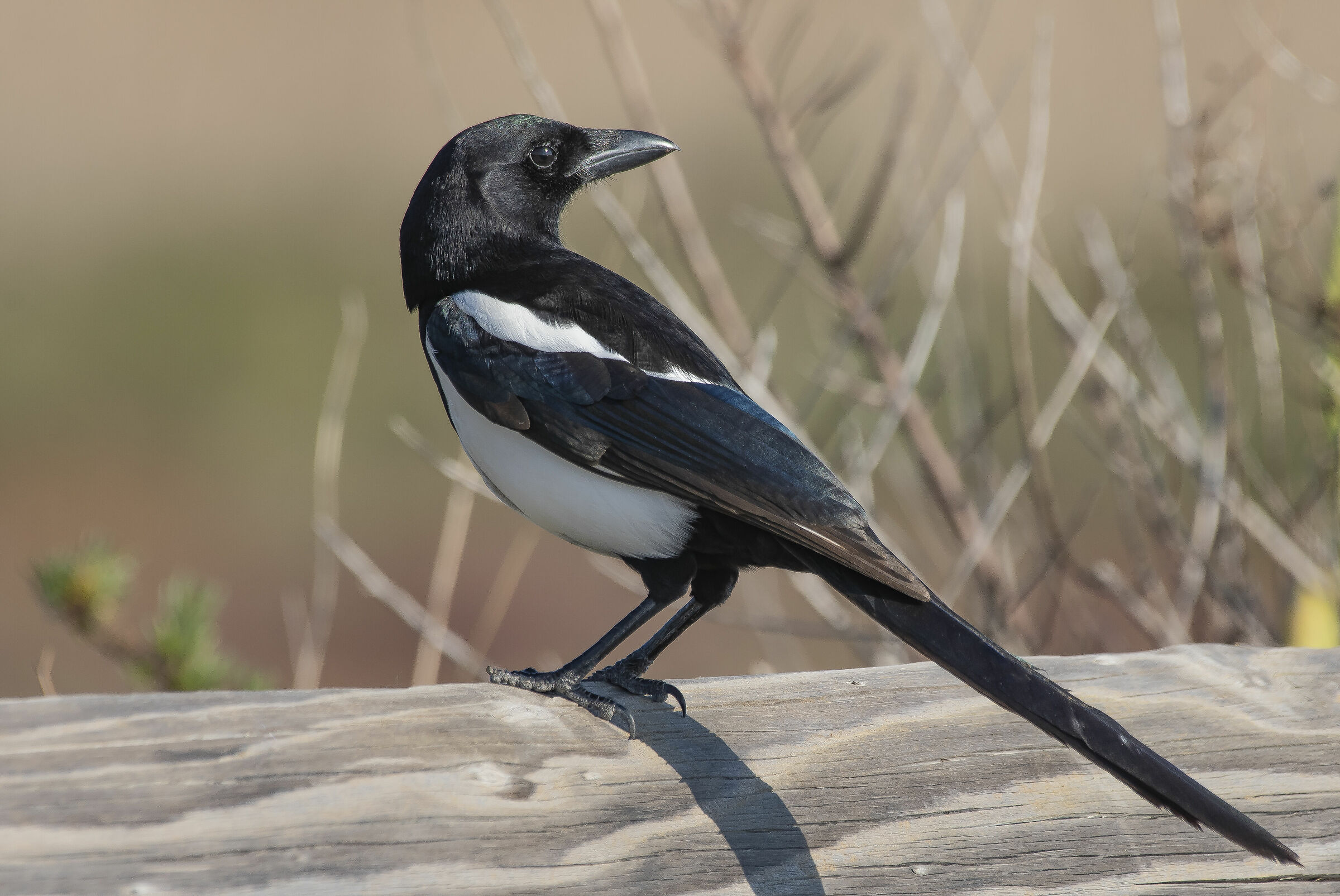 The Magpie (Pica pica [Linnaeus, 1758])