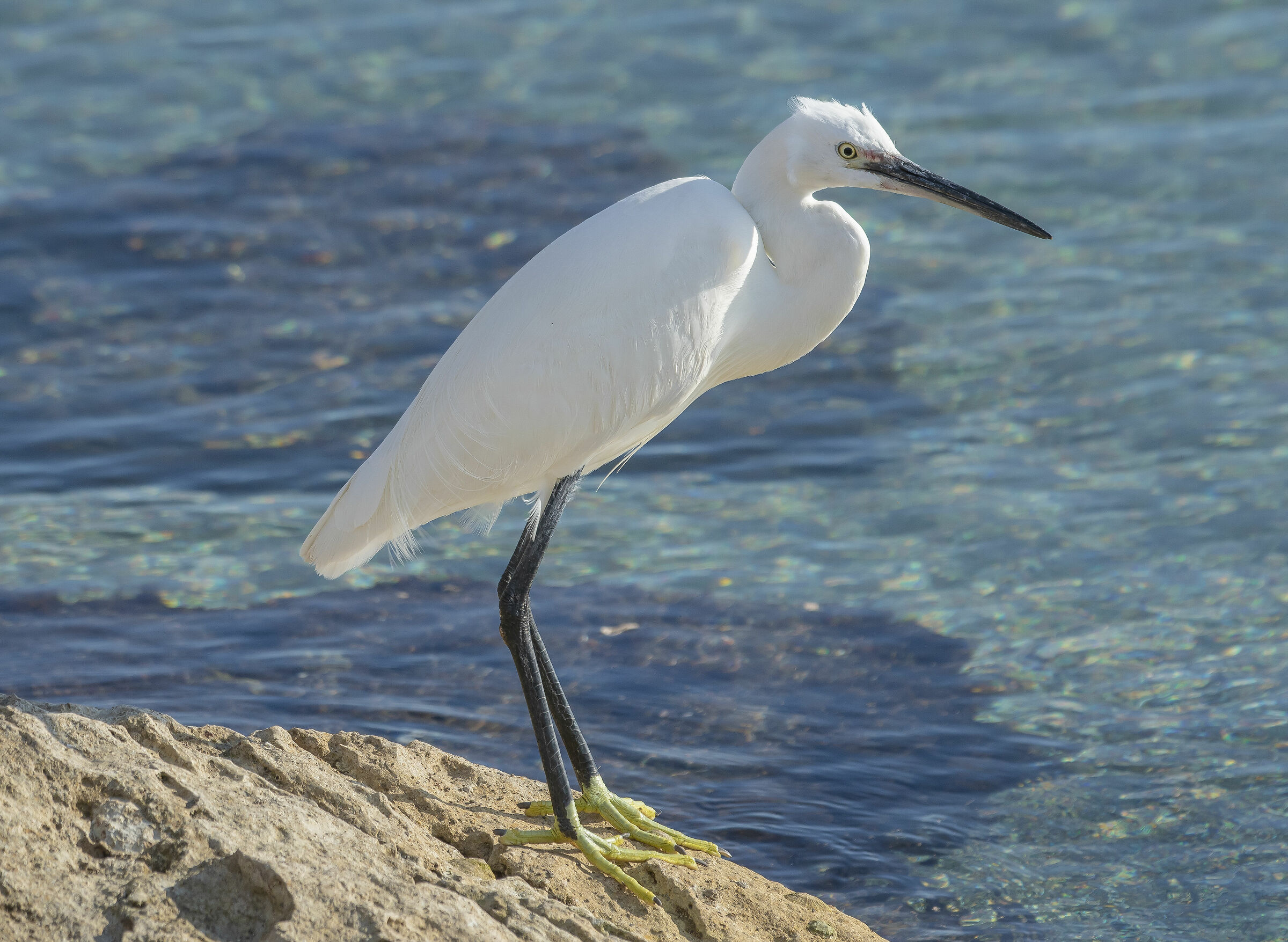 The Egret (Egretta egret Linnaeus, 1766)-05/01/202