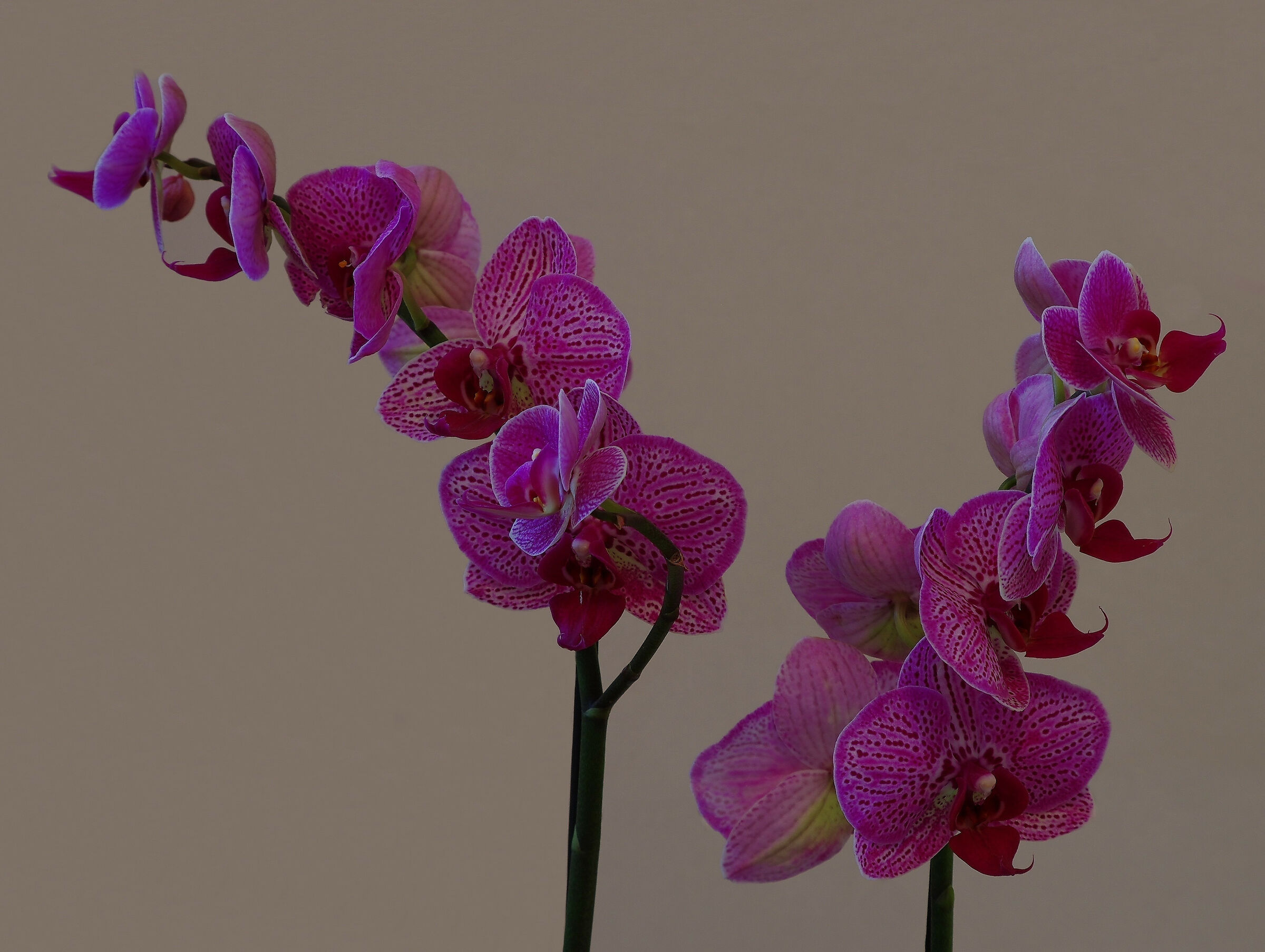Orchidea