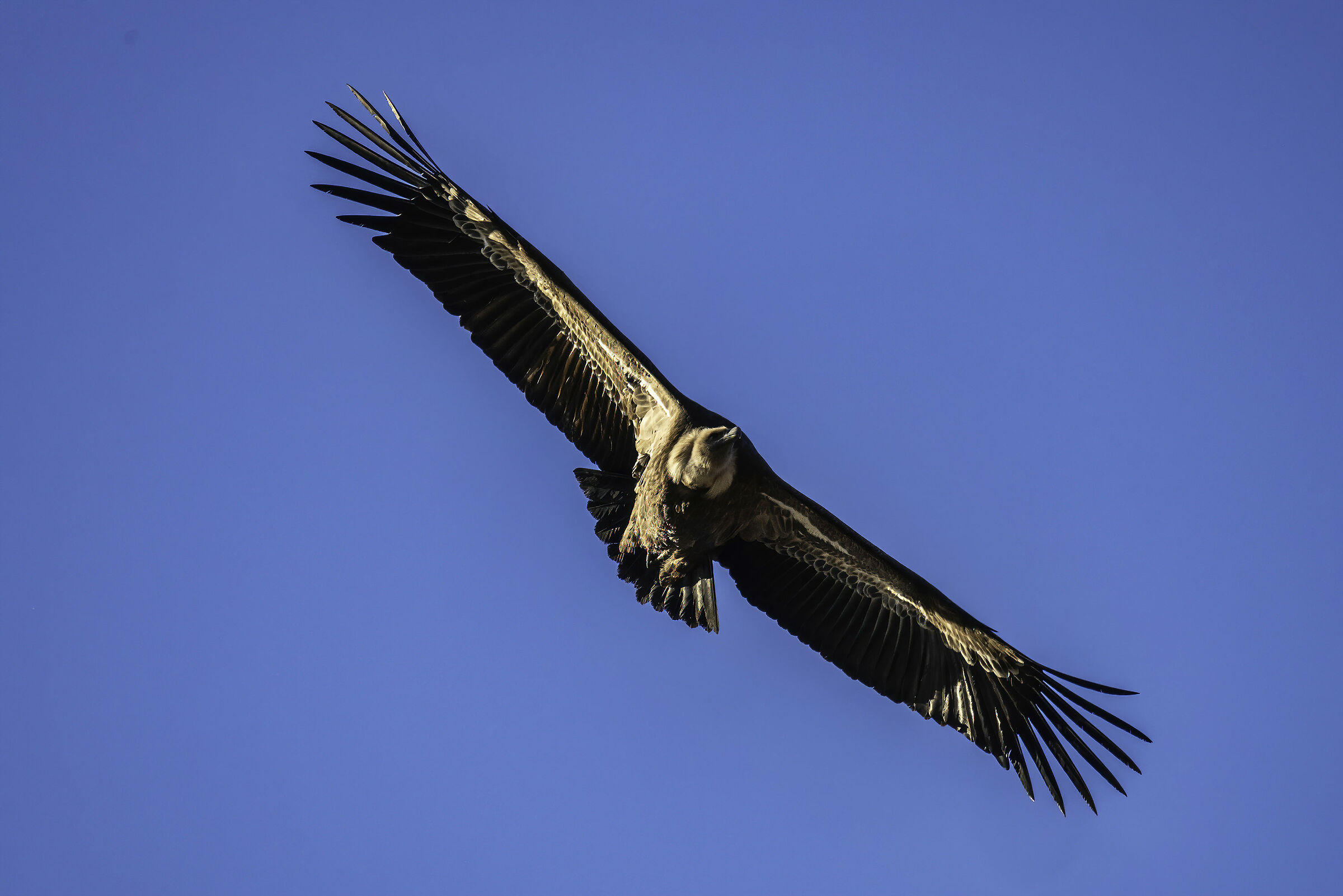 Griffin on flight 2020