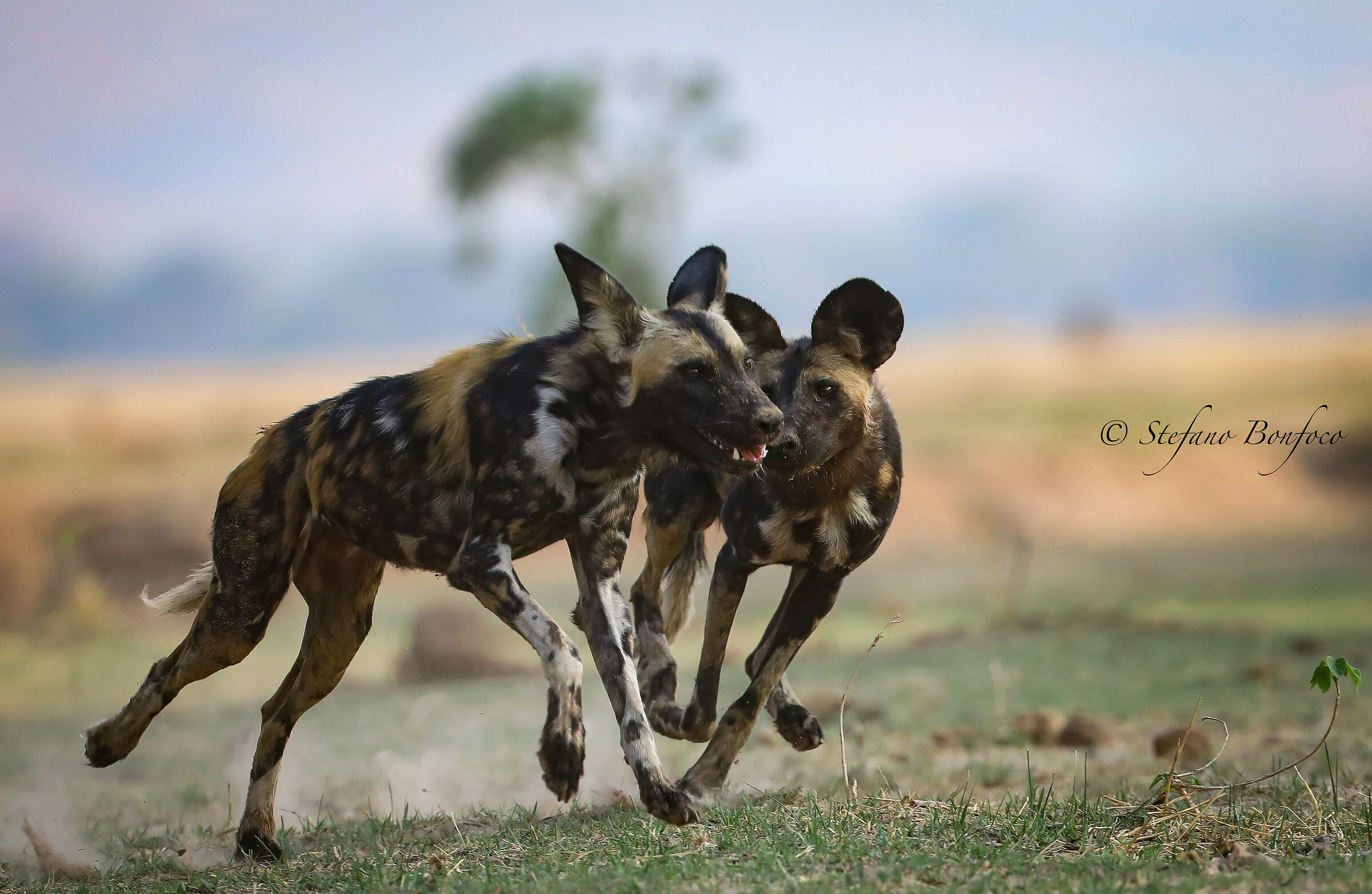 African Wild Dogs (Lycaon pictus)