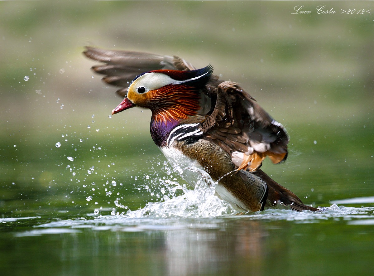 Mandarina all'atterraggio