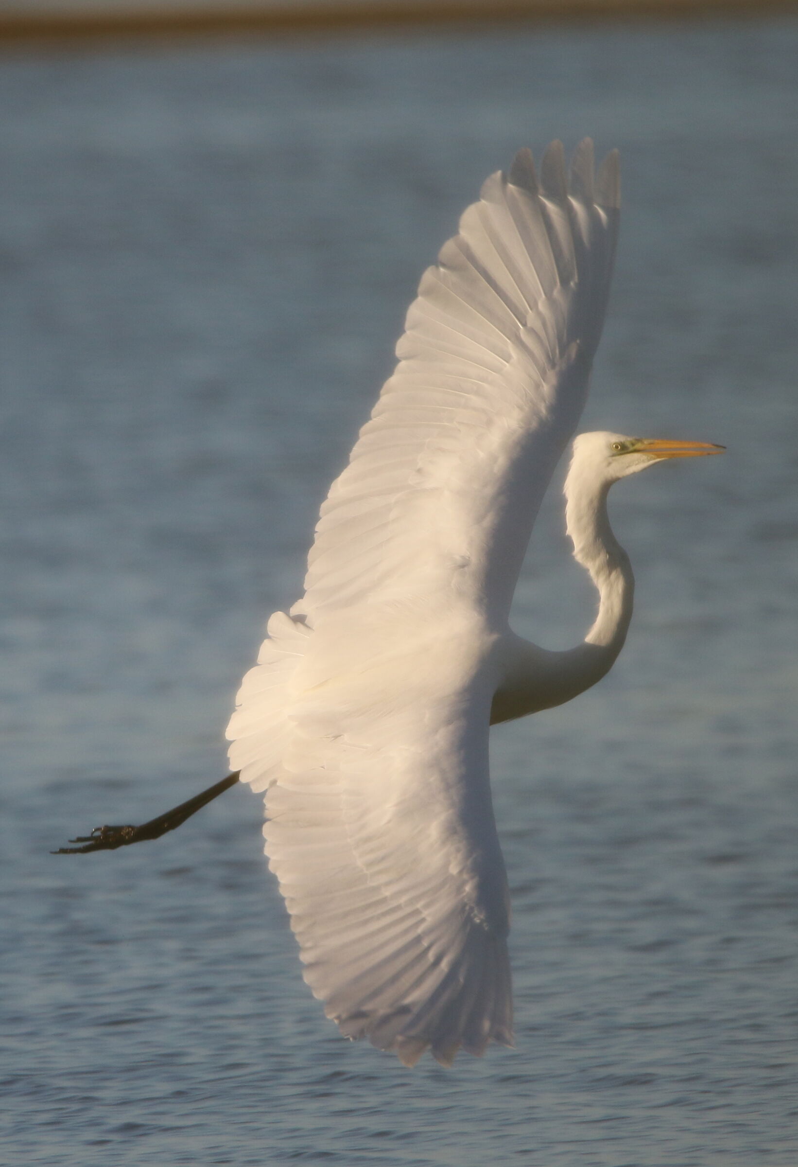 Major white heron