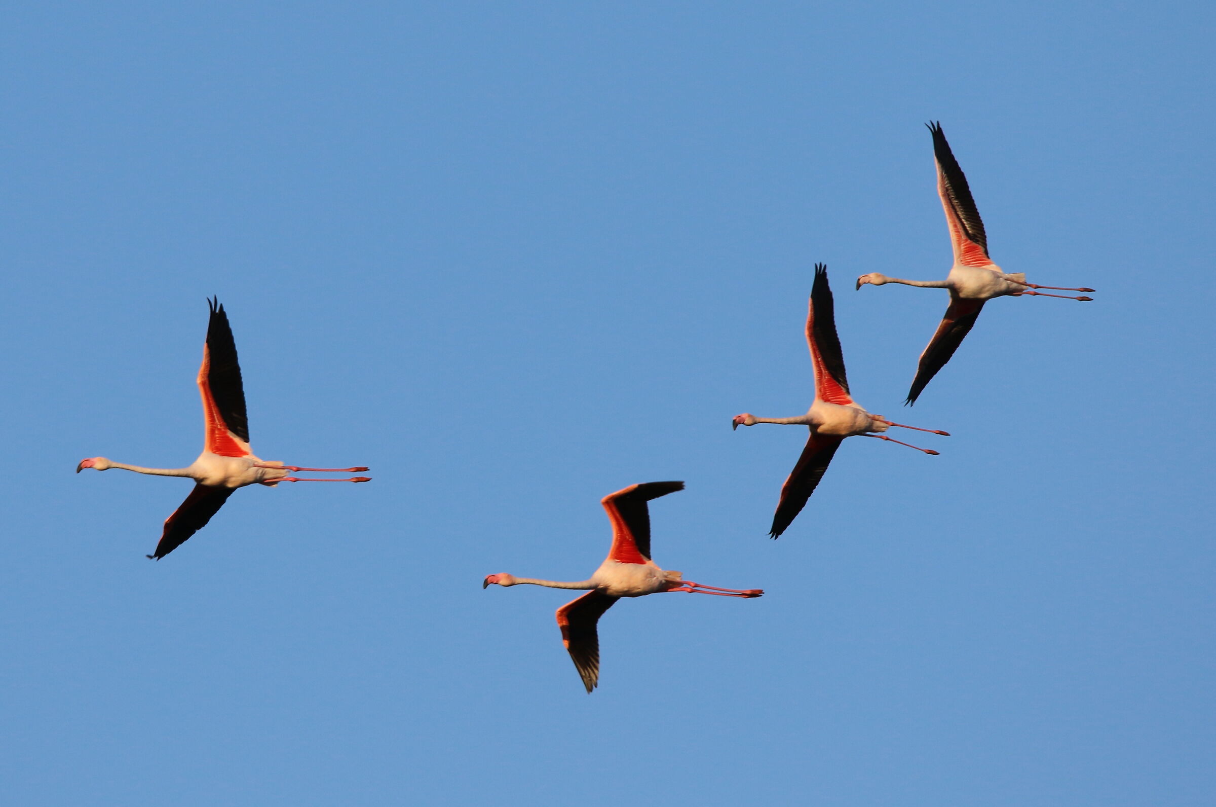 Pink flamingos in flight