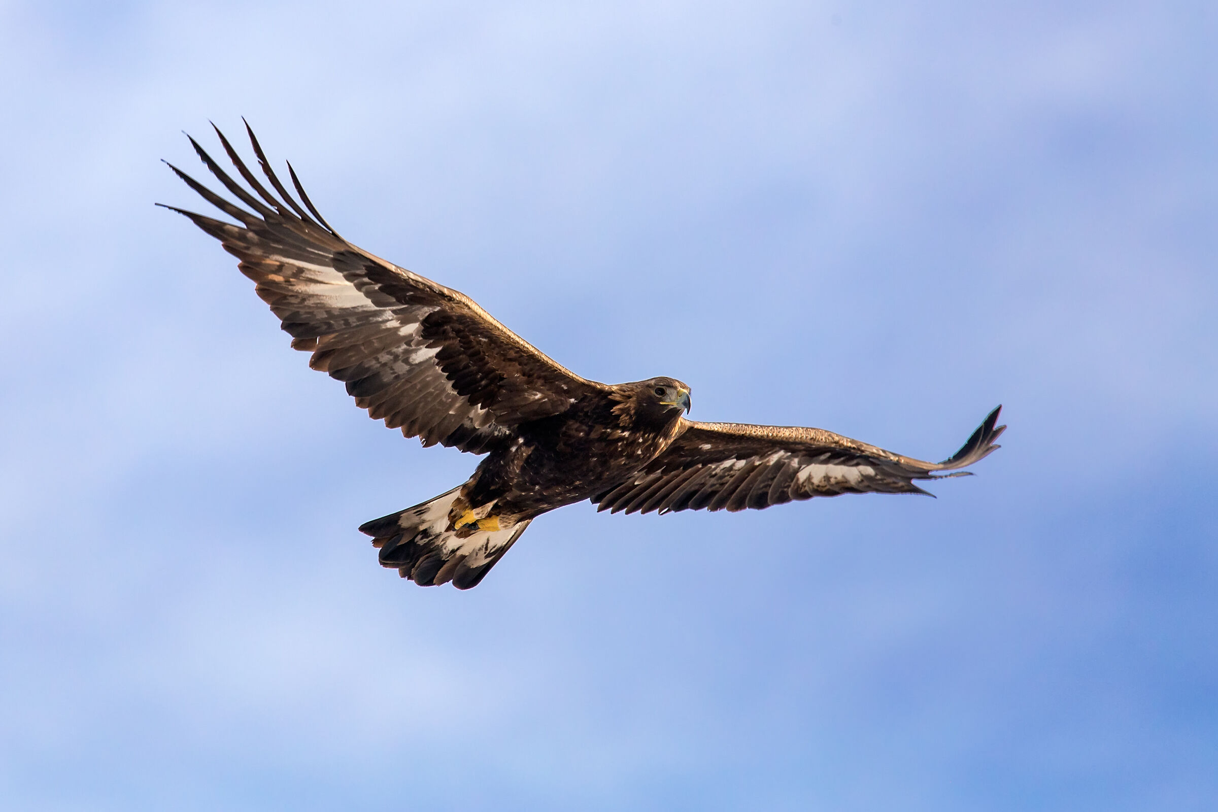 Golden Eagle (Gesso Valley, Cn)