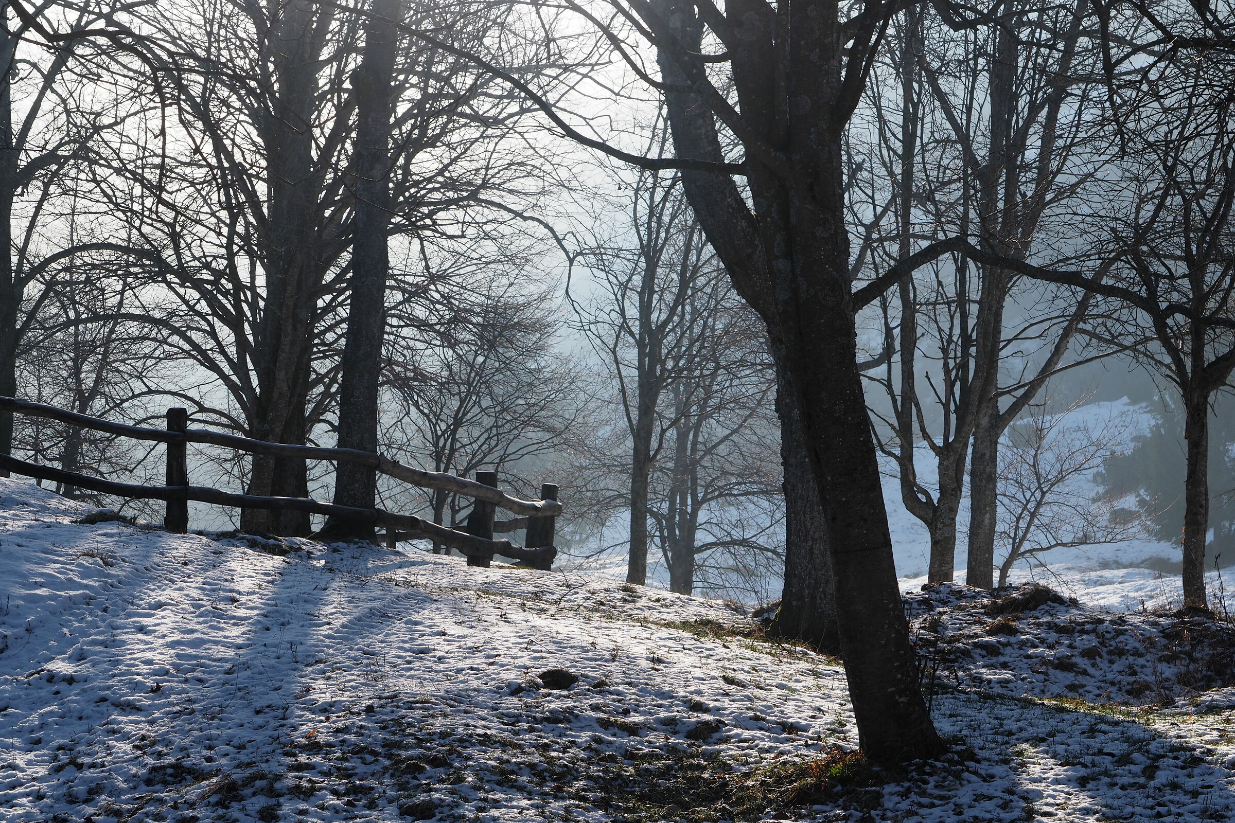 Luce attraverso il bosco di faggio