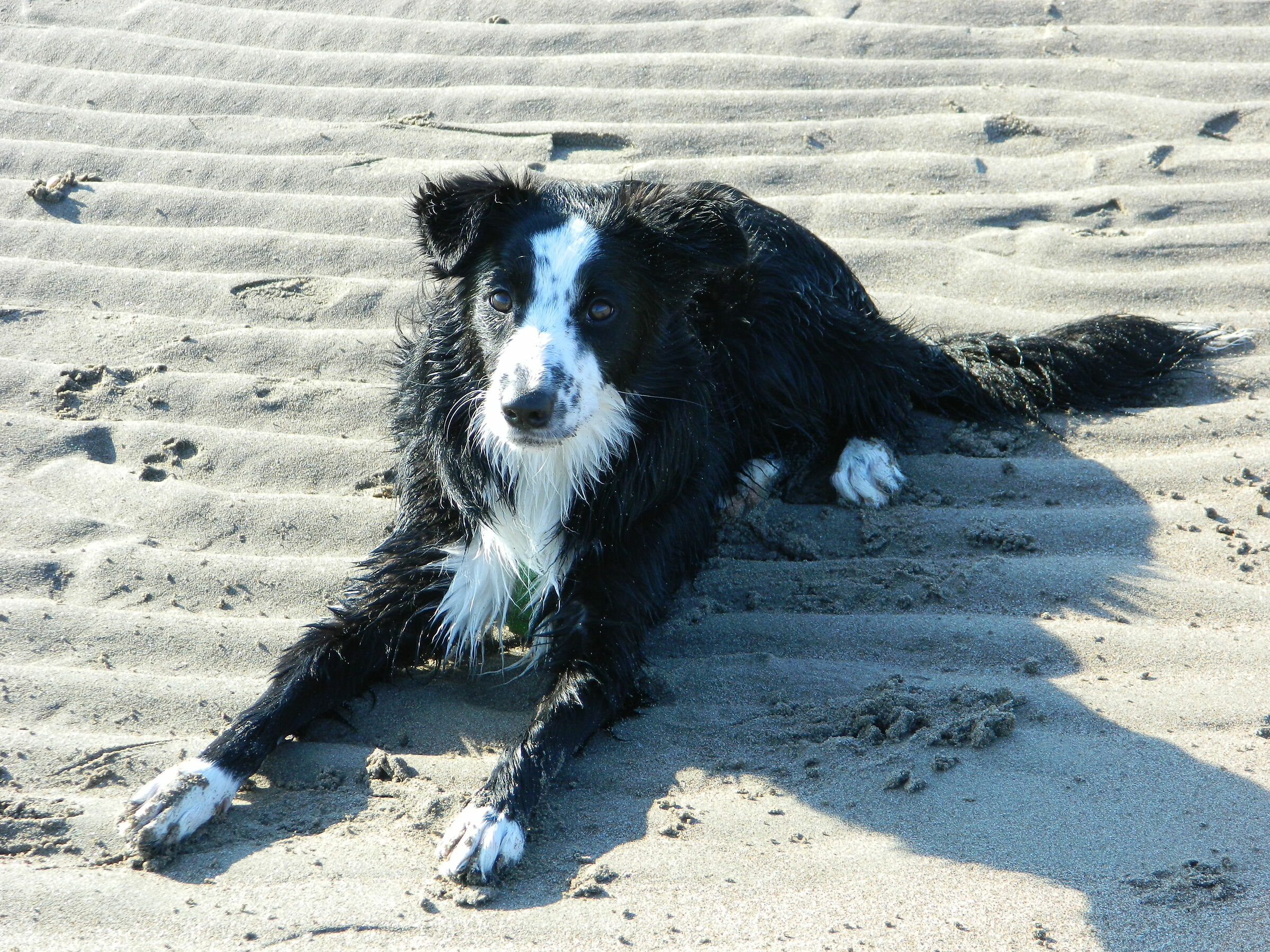 Wet ARYA(2)