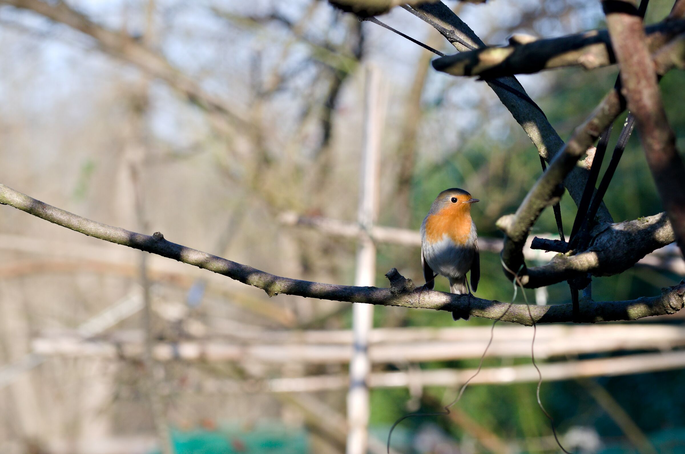 How beautiful are they?