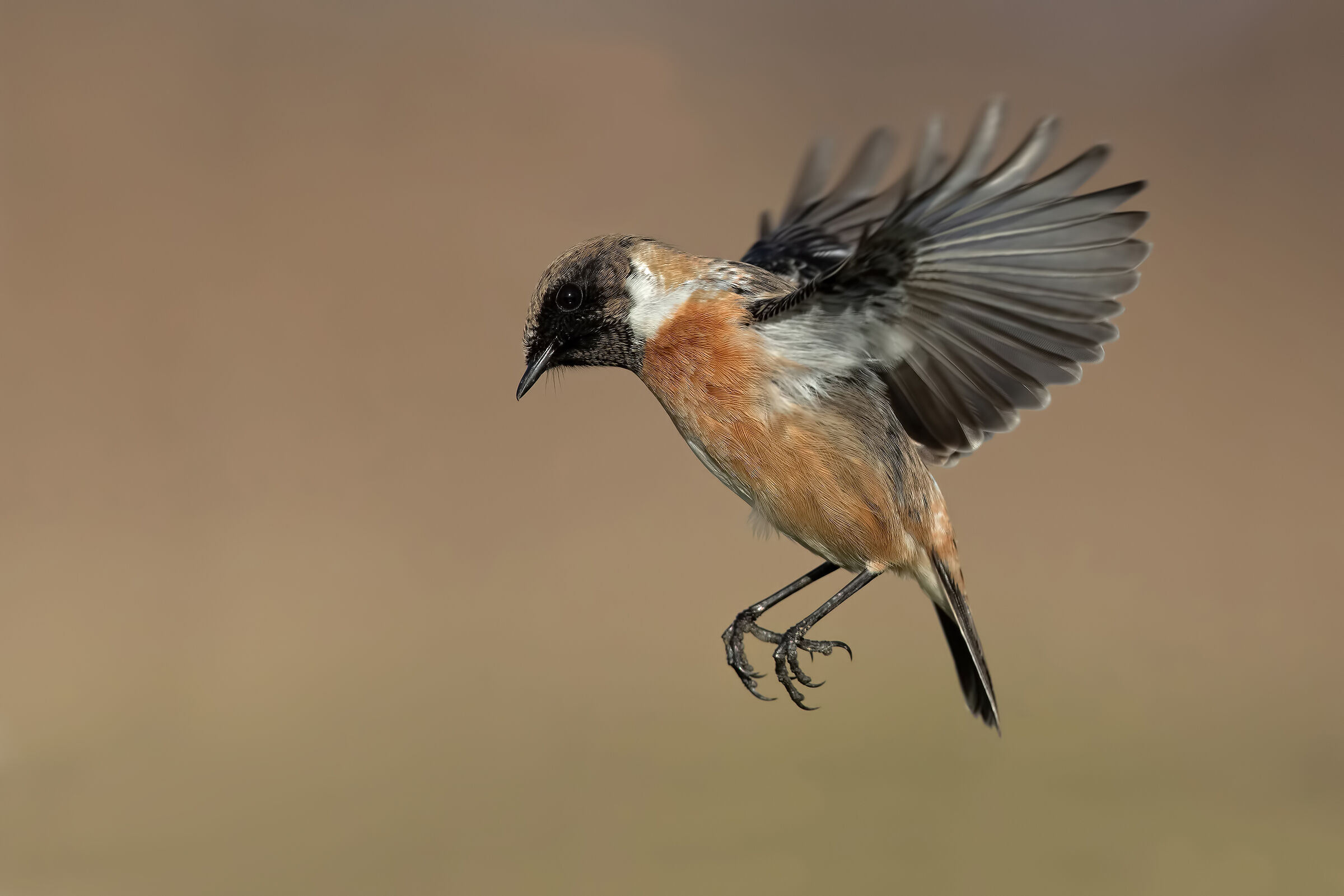 Saltimpalo - European Stonechat