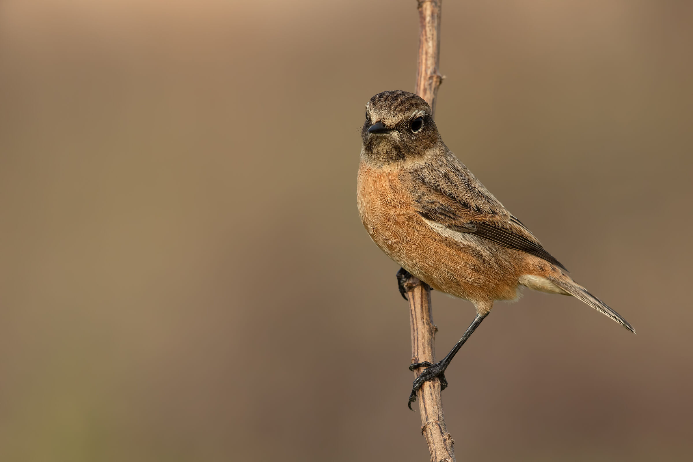 Saltimpalo - European Stonechat (f)
