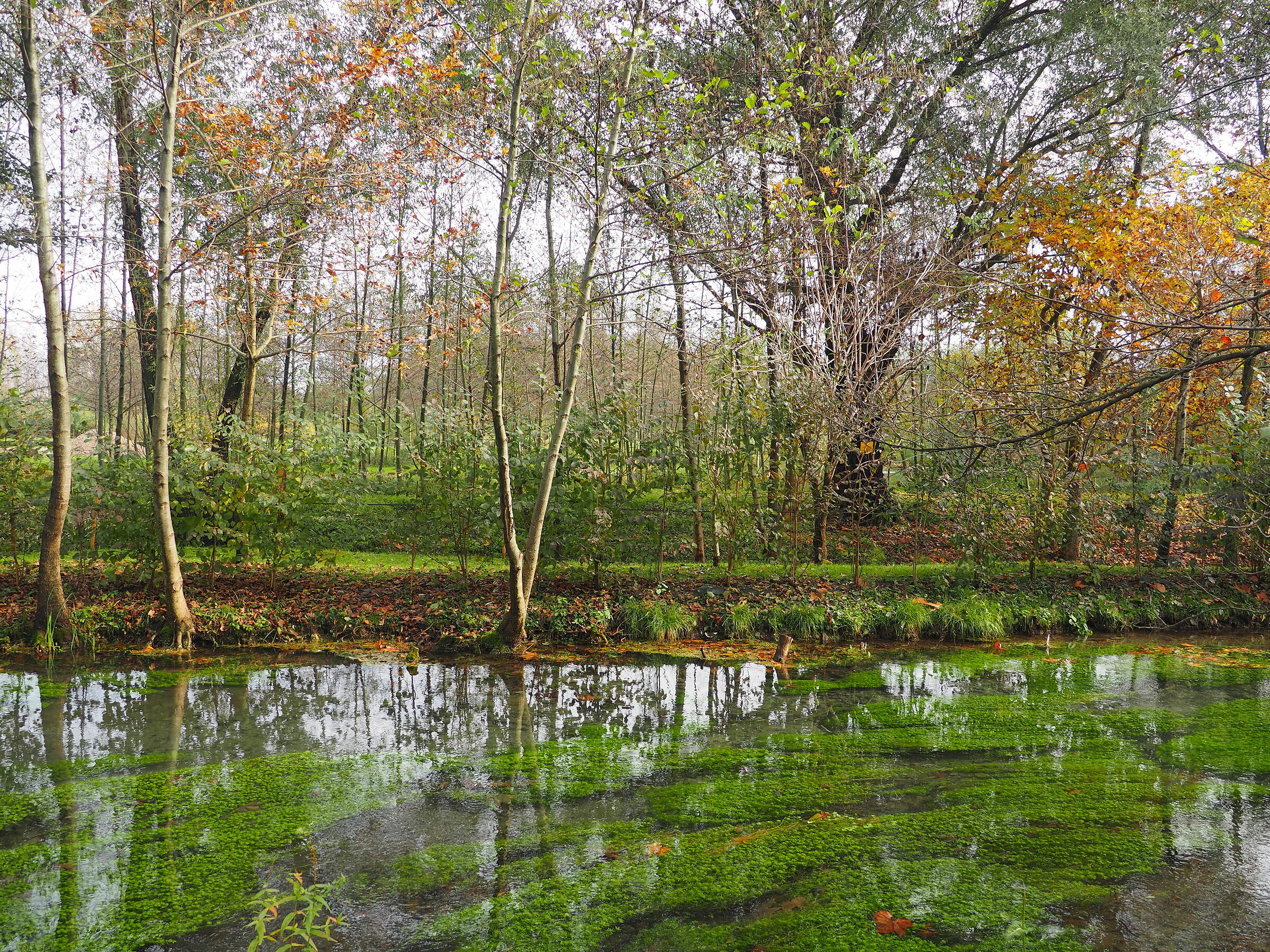 Clear sky the forest lights up