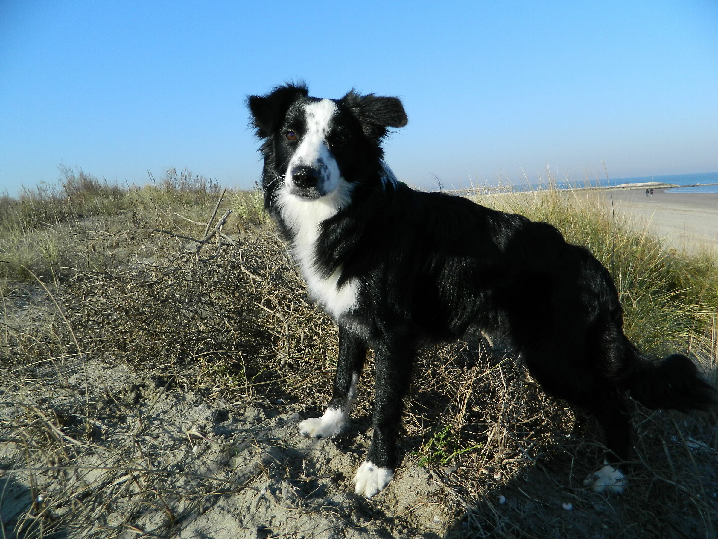Arya in the dung