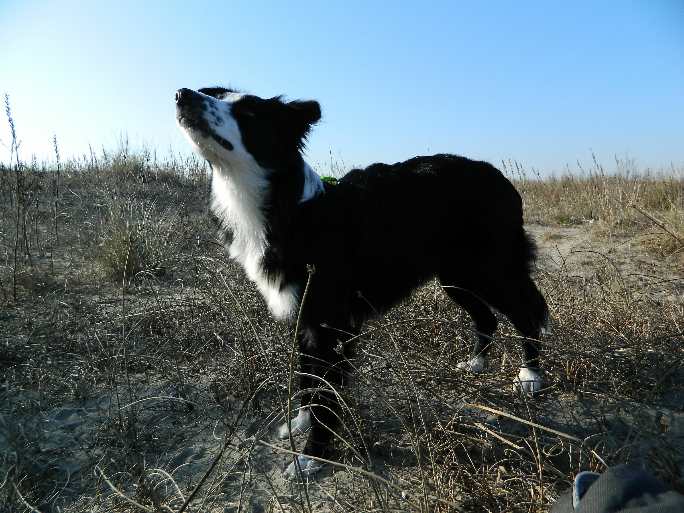 Arya in the dung(2)