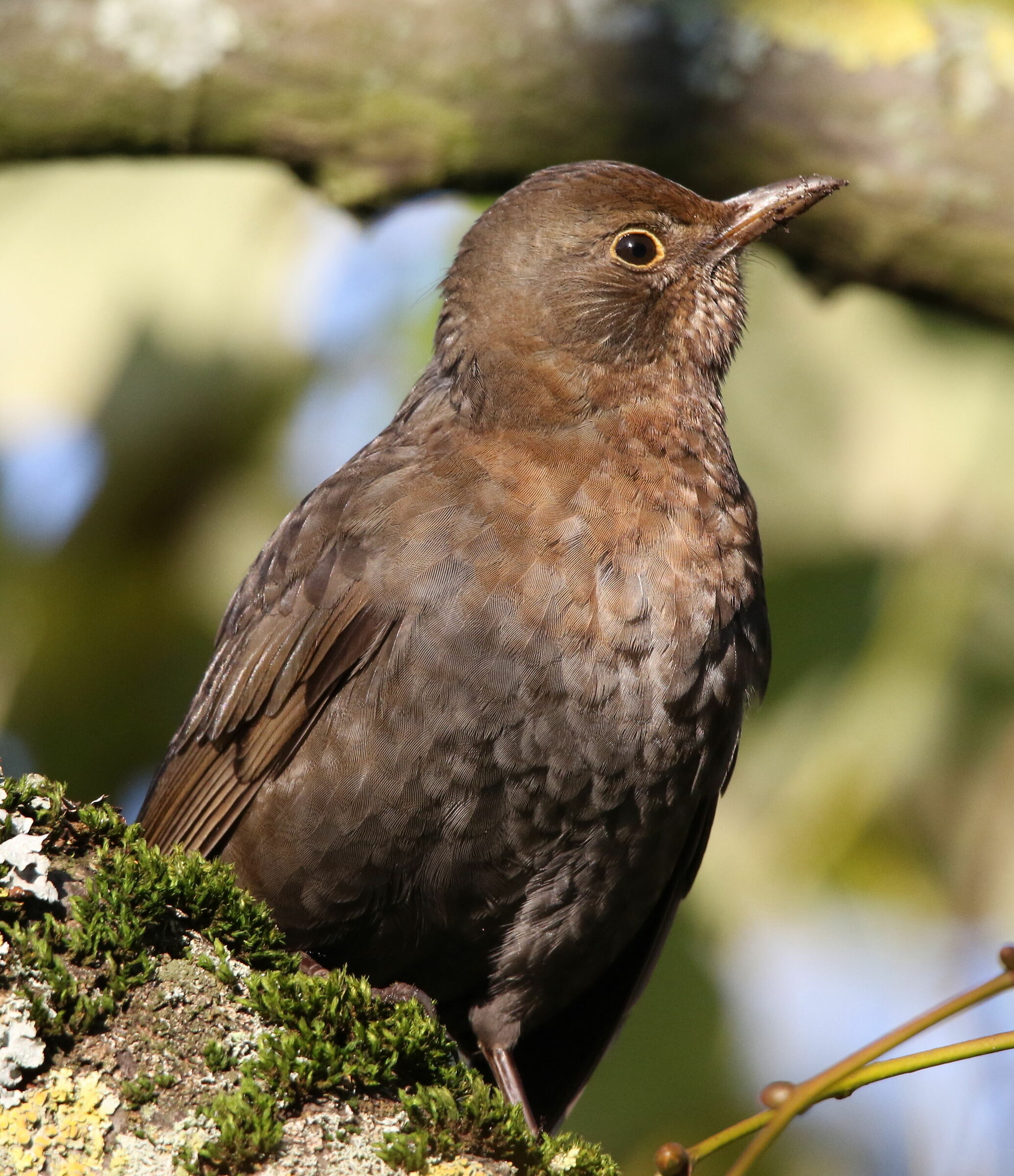 Portrait of a blackbird