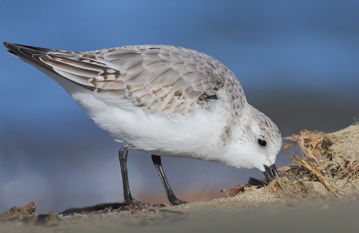 Piovanello tridattilo