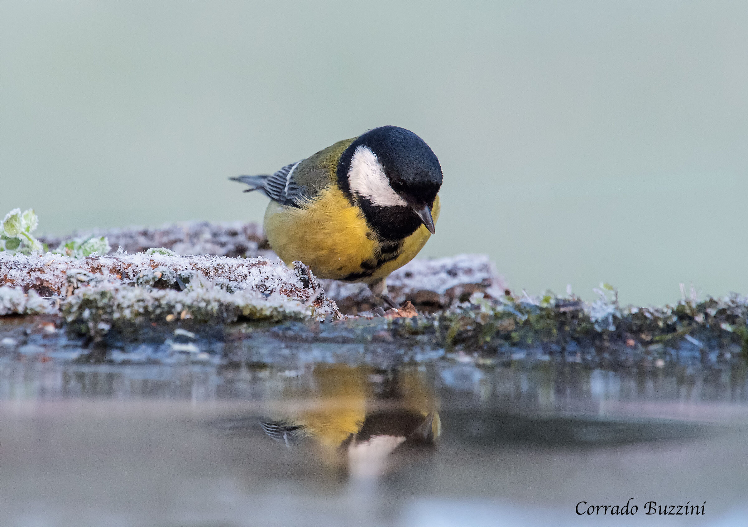 sciallegra #capannodicora