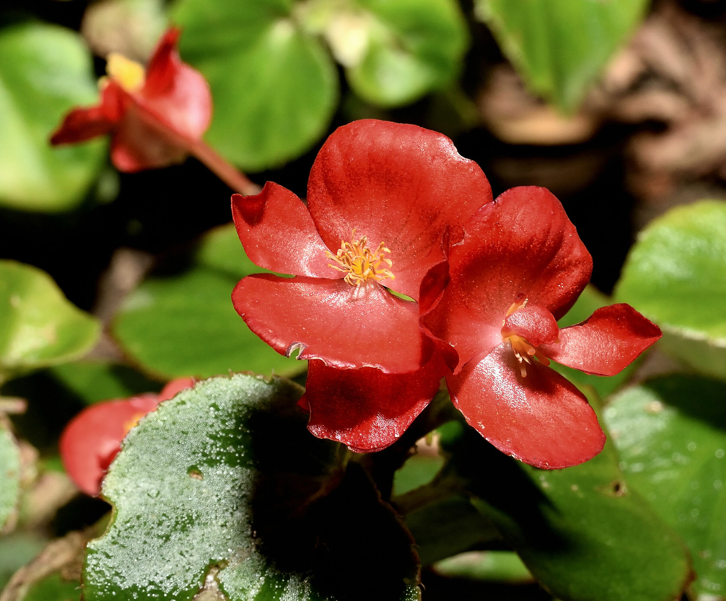 Begonia rossa 2