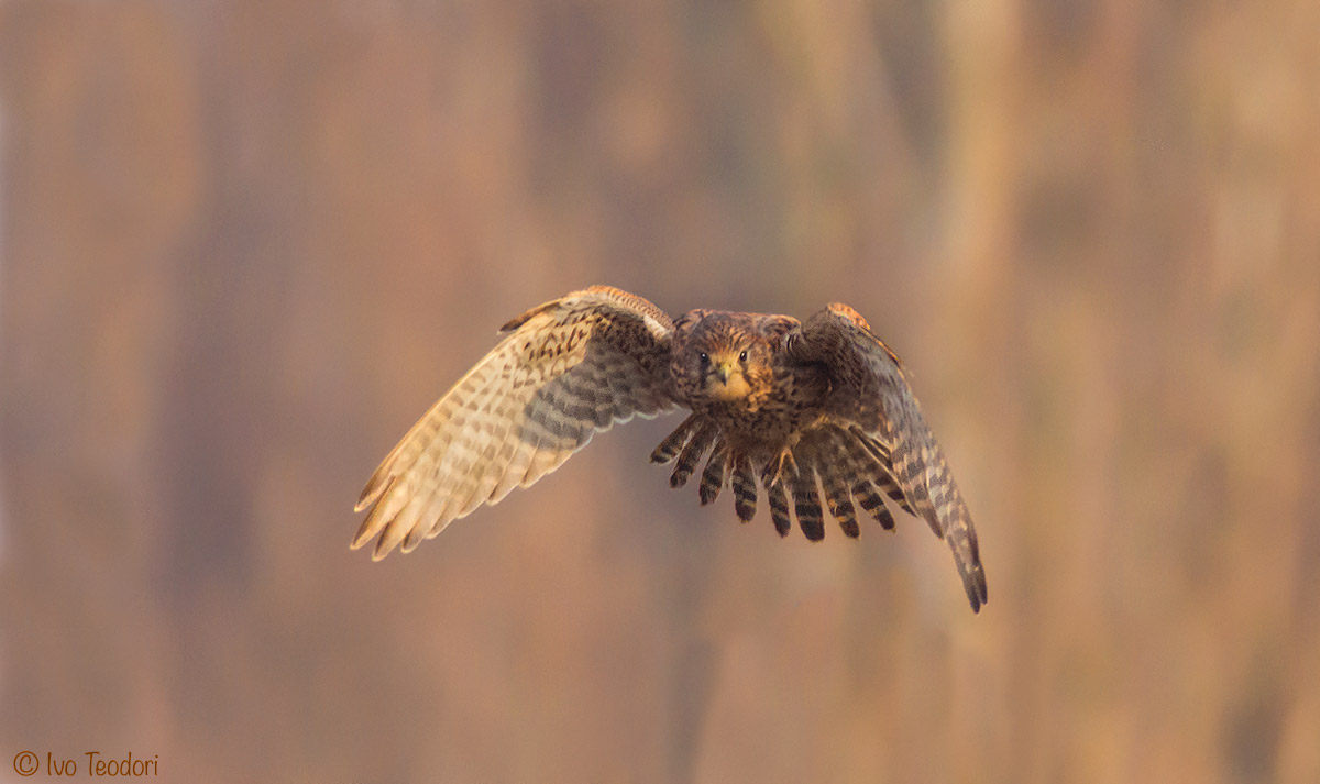 L'attacco del gheppio.