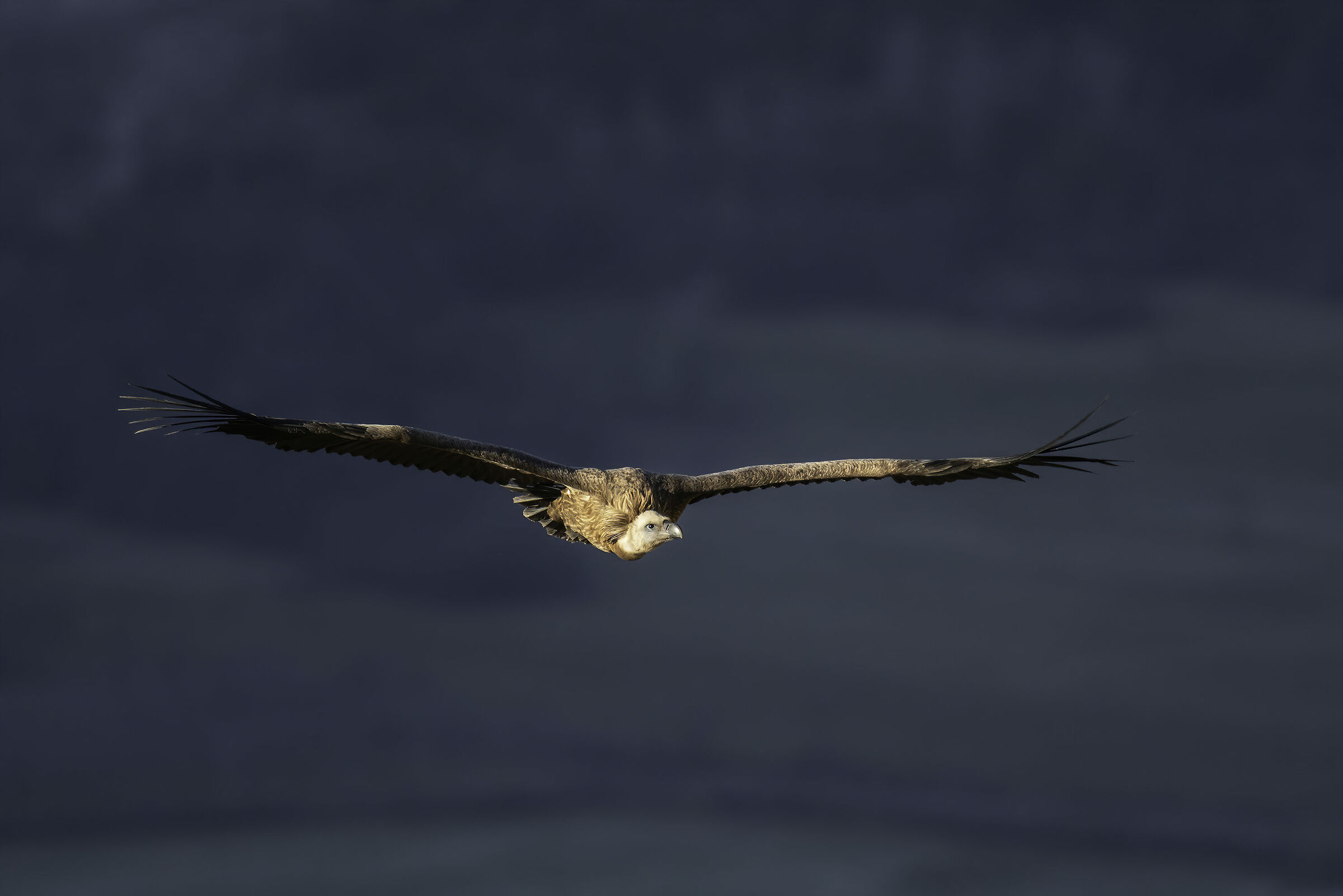 Griffin on flight 2020
