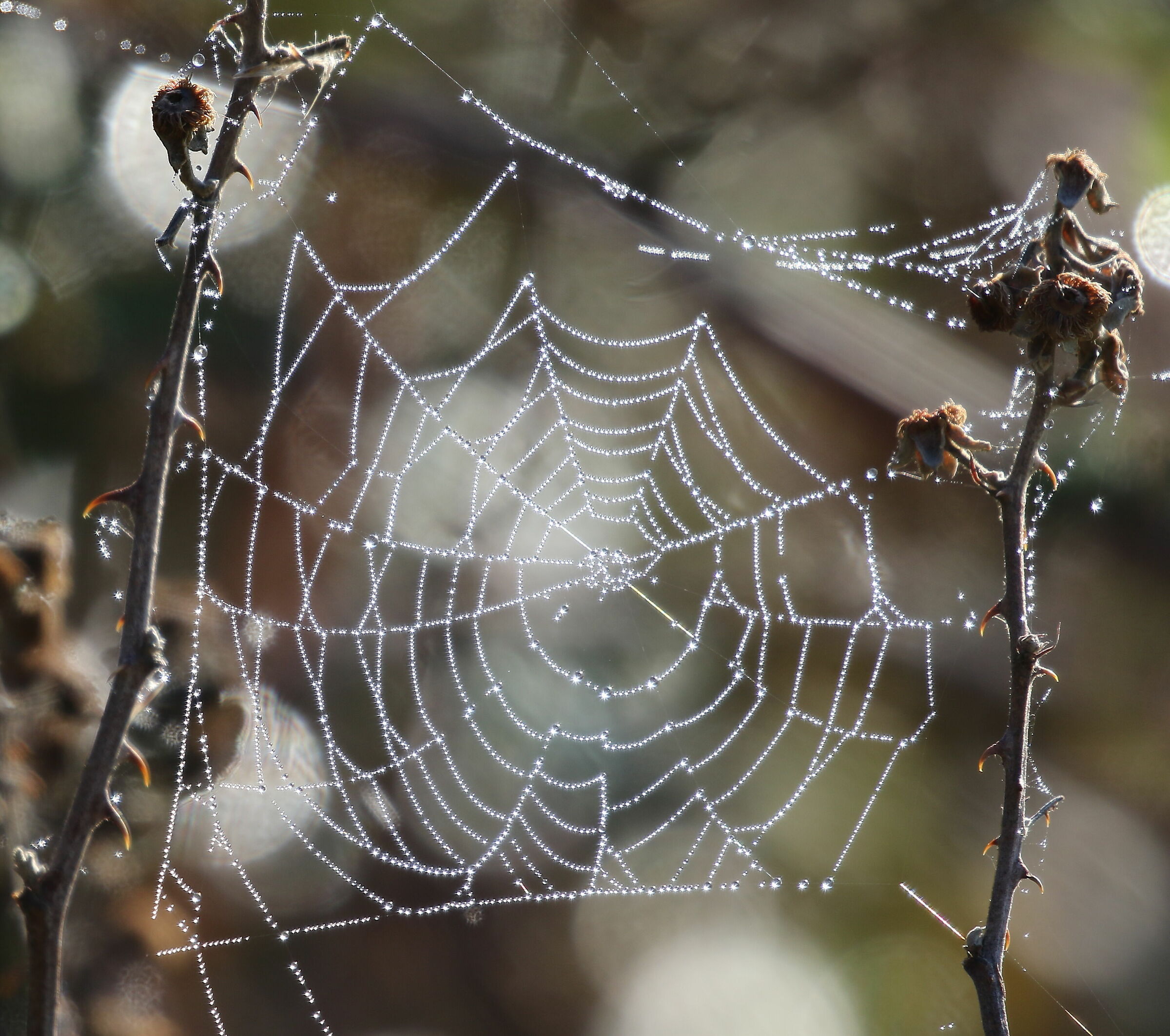 Christmas dew on the web