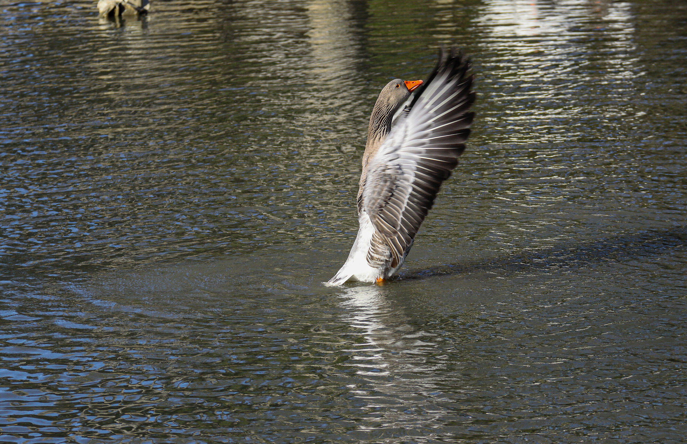Geese