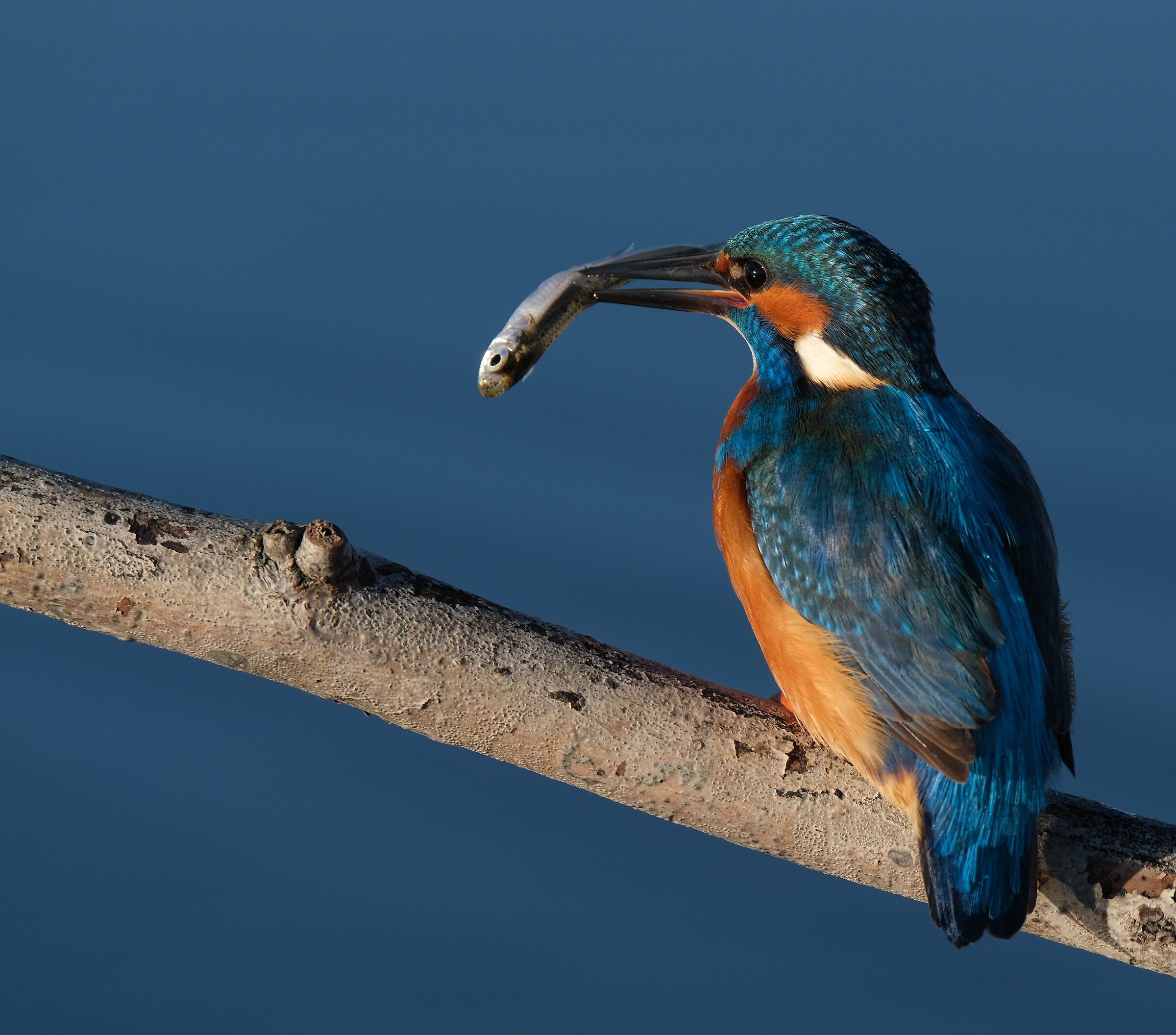 Kingfisher breakfast