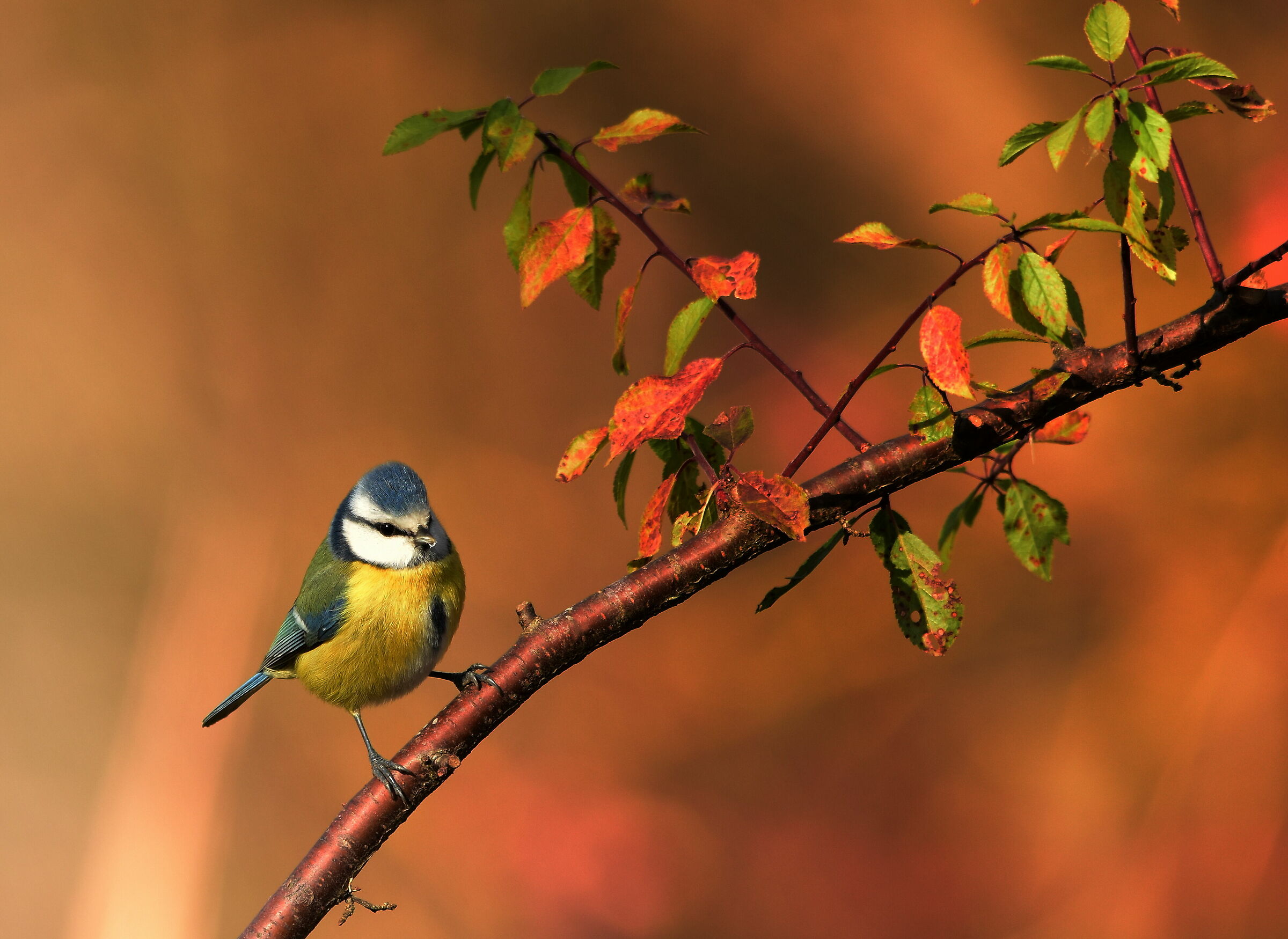 Cinciarella sul ramo